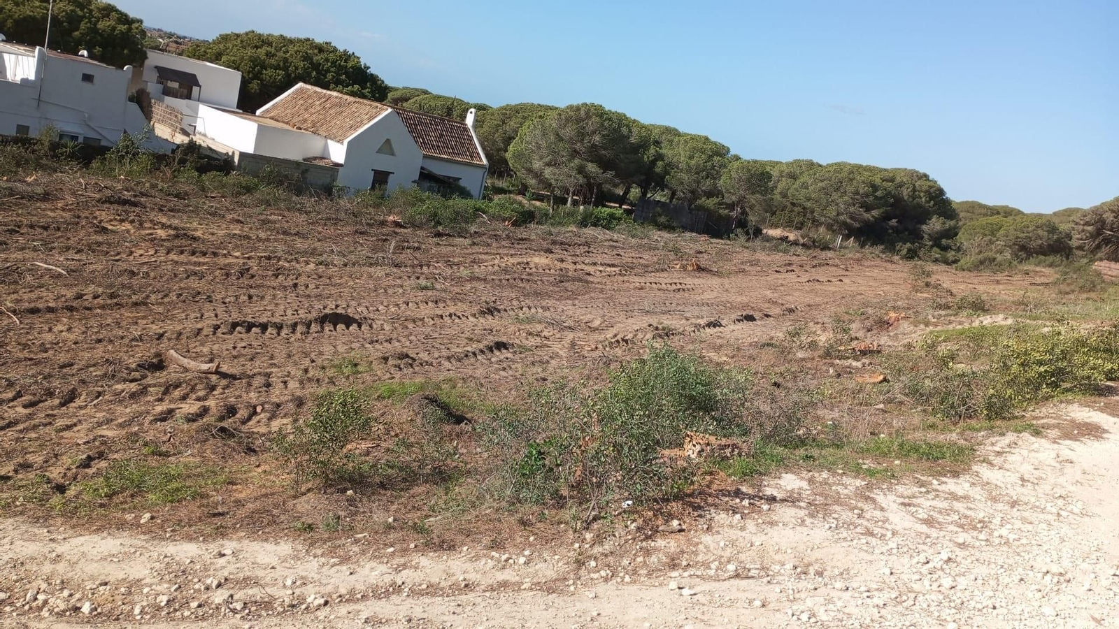 Zona afectada por el corte de pinos. Zona afectada por el corte de pinos.