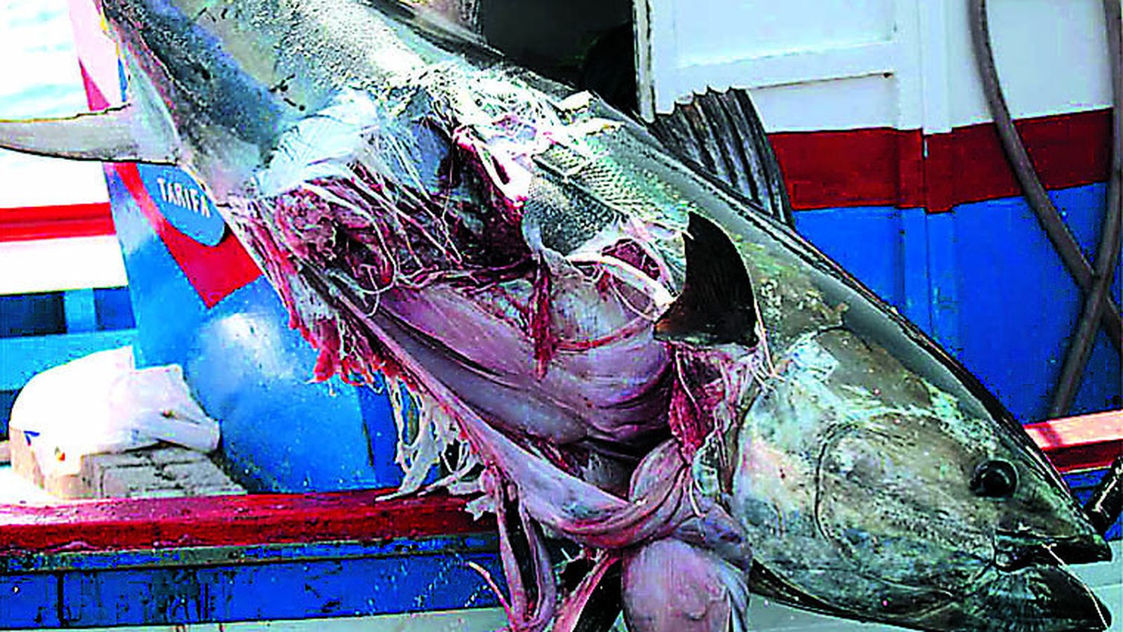 Un atún atacado por una orca, en 2005.