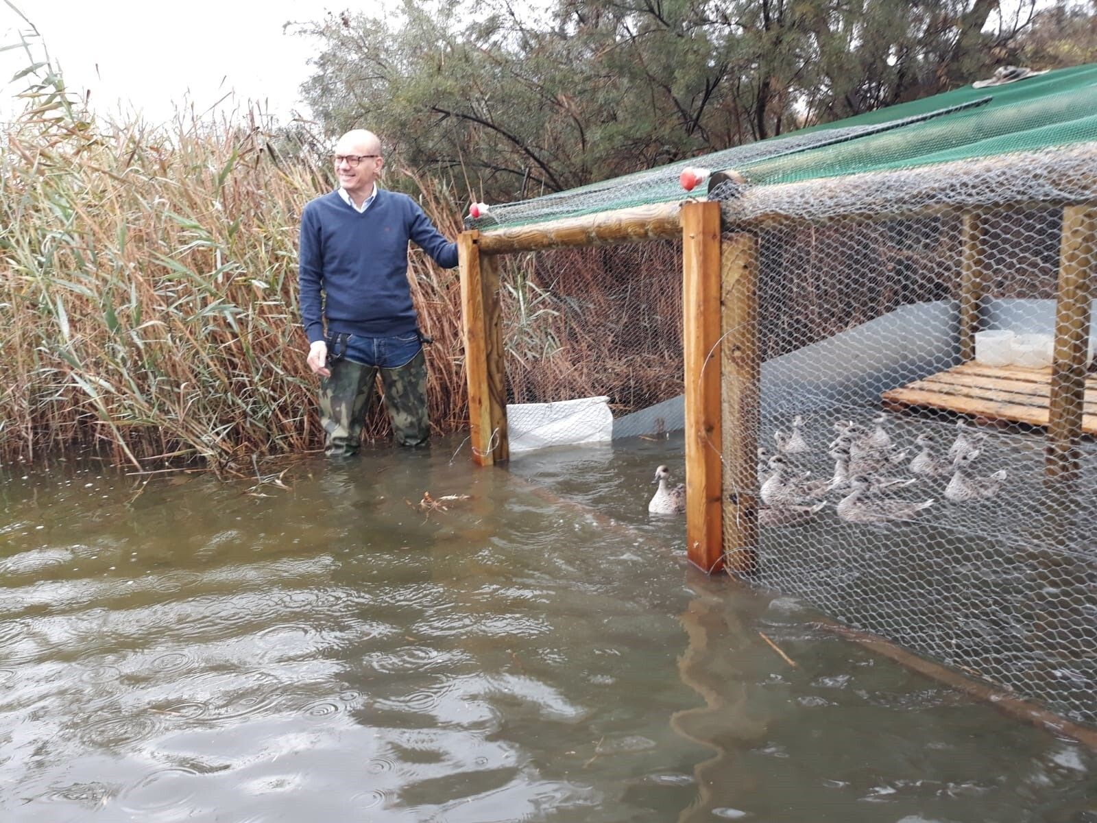 Momento de la suelta de los 25 patos cercetas pardillas.