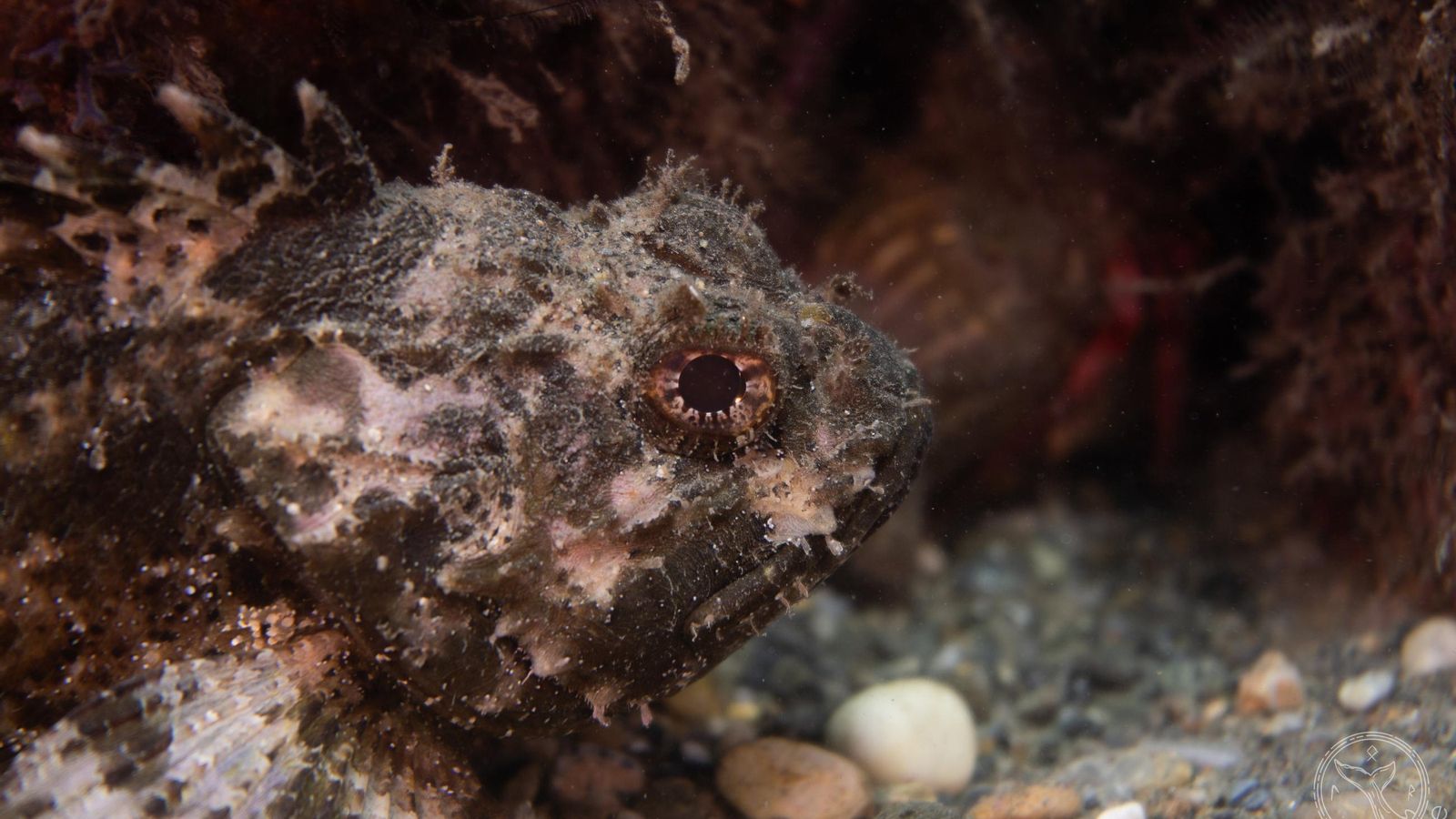 Rascacio (Scorpaena porcus) Rascacio (Scorpaena porcus)