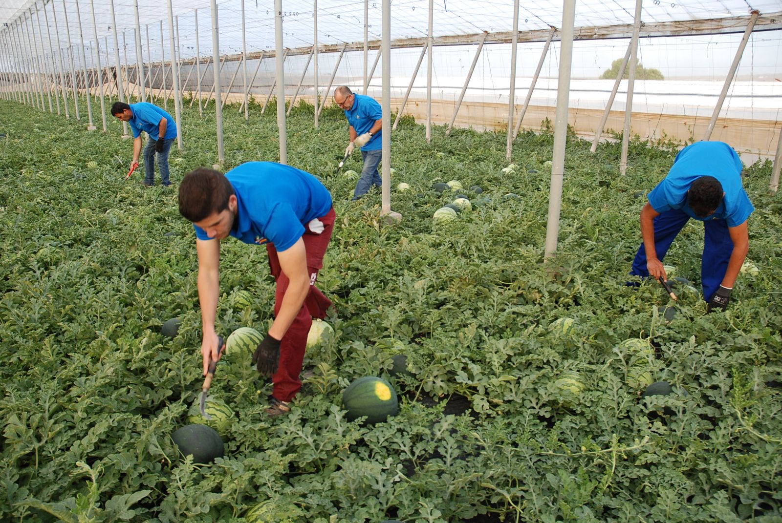 Operarios cortan sandía para su envío a almacén.