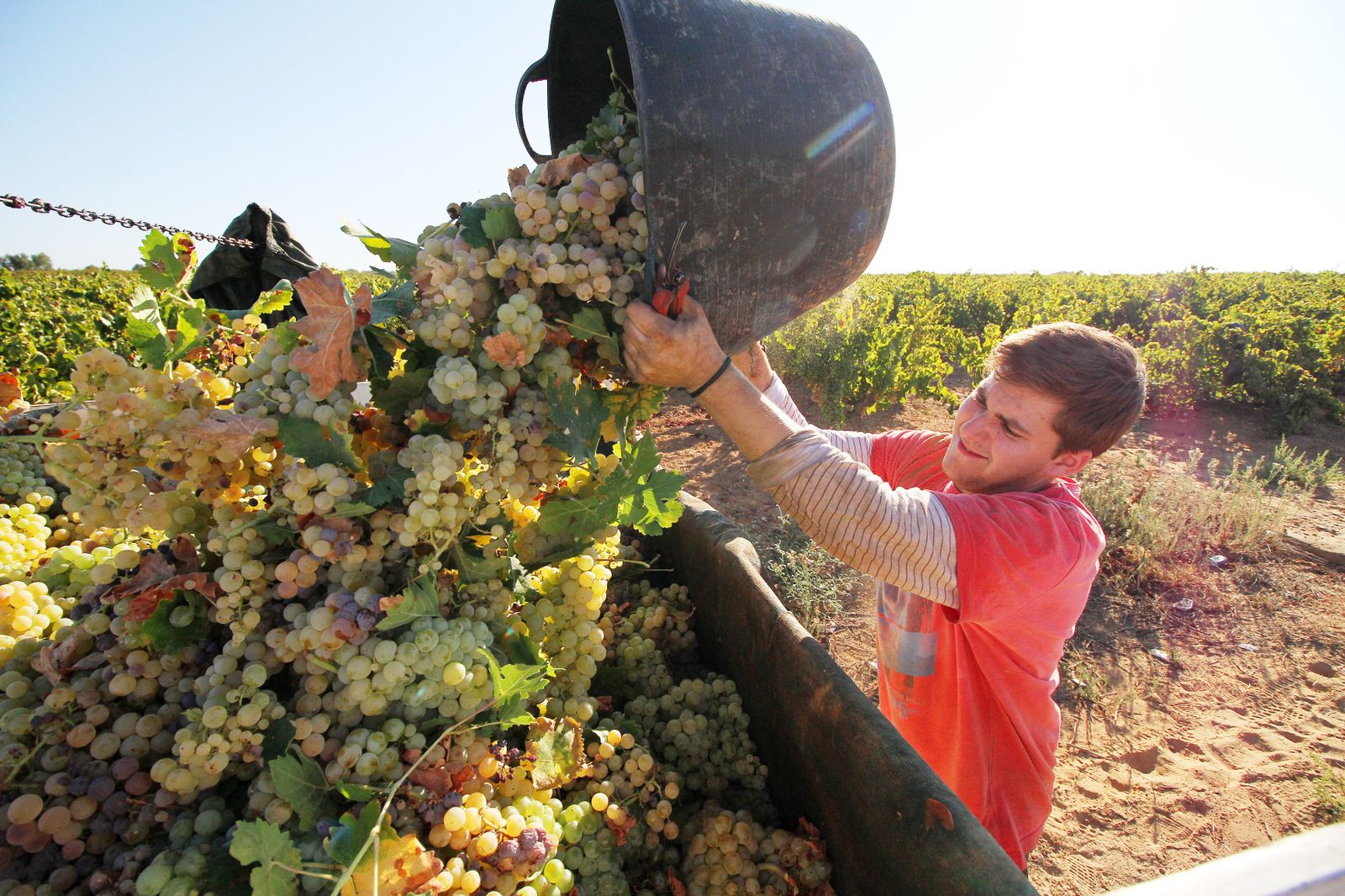Imágenes de la vendimia en el Condado de Huelva.