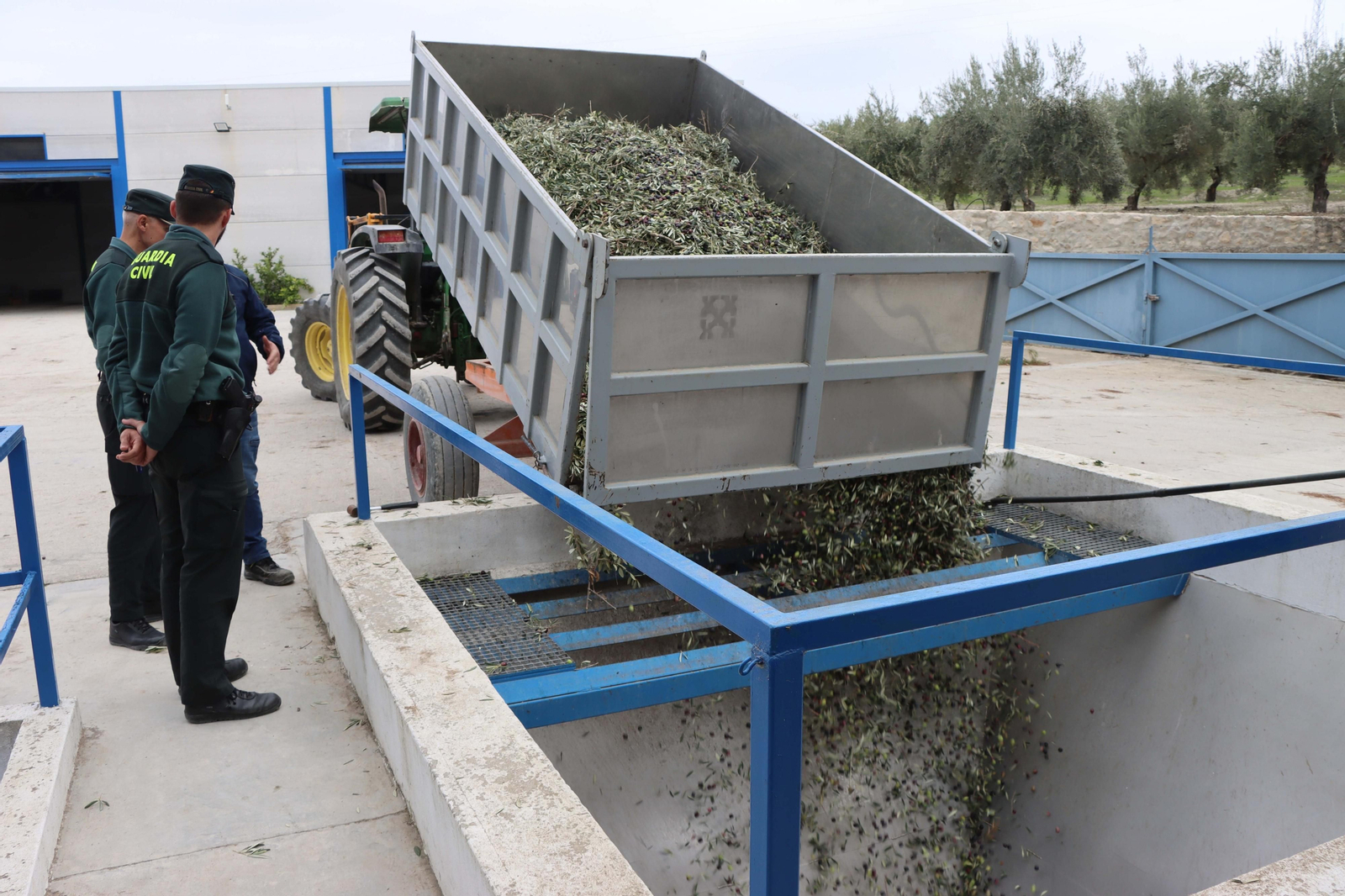 Aceitunas recuperadas por la Guardia Civil en uno de los operativos. Aceitunas recuperadas por la Guardia Civil en uno de los operativos.