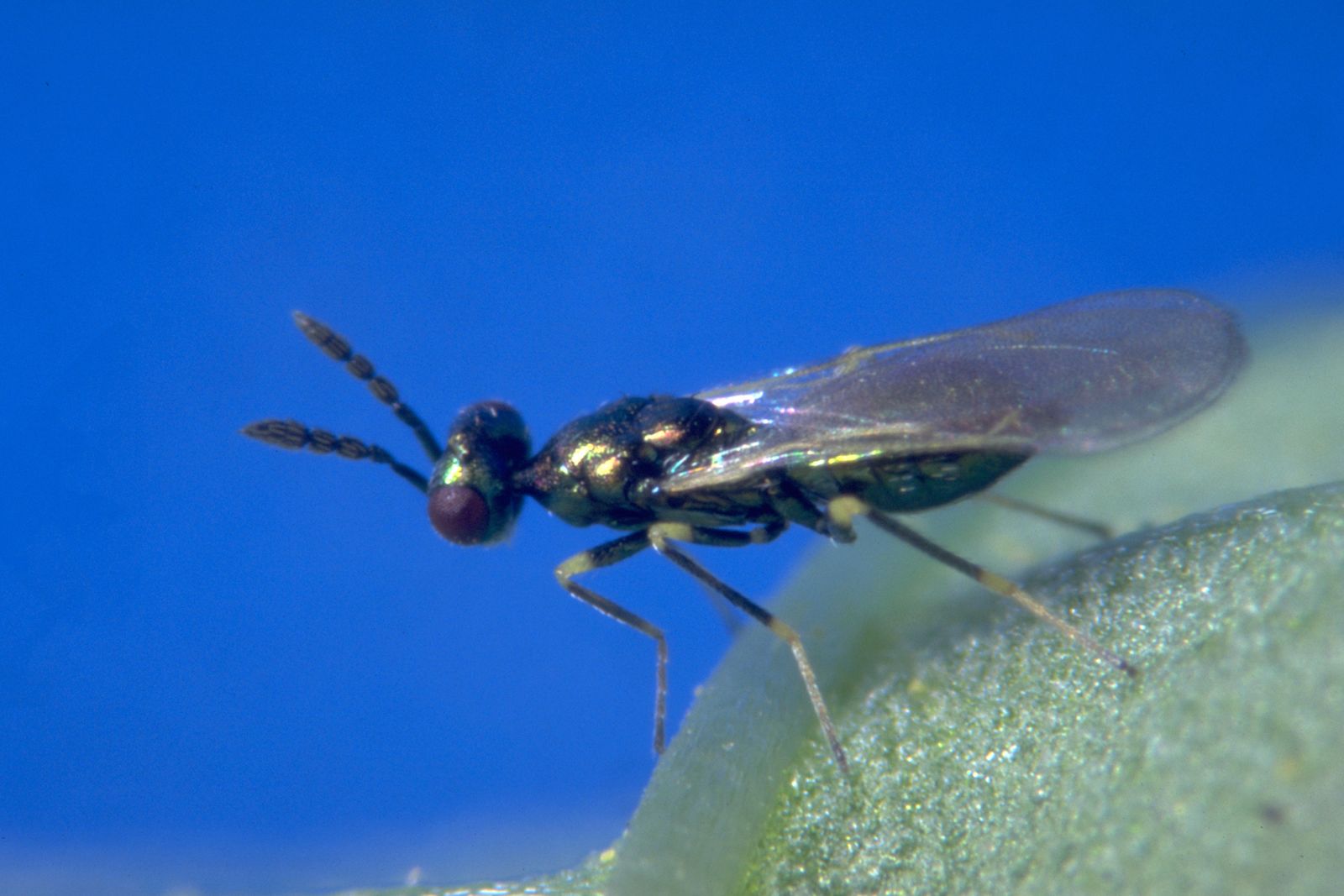 Avispa parásita 'Diglyphus isaea'