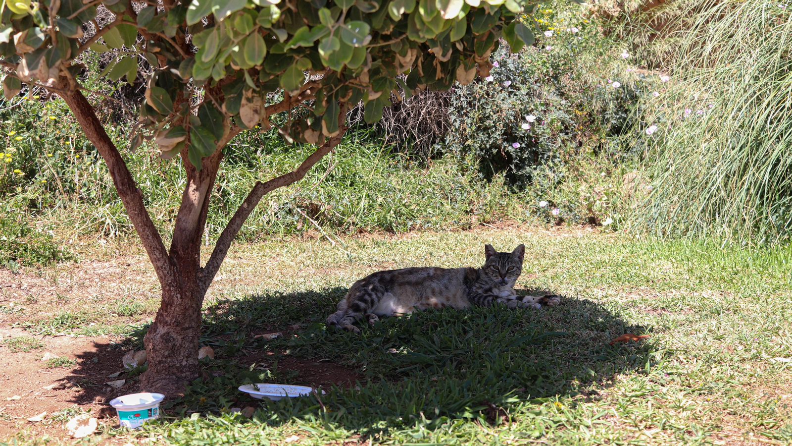 Los nuevos inquilinos en la punta de los gatos de Torremolinos