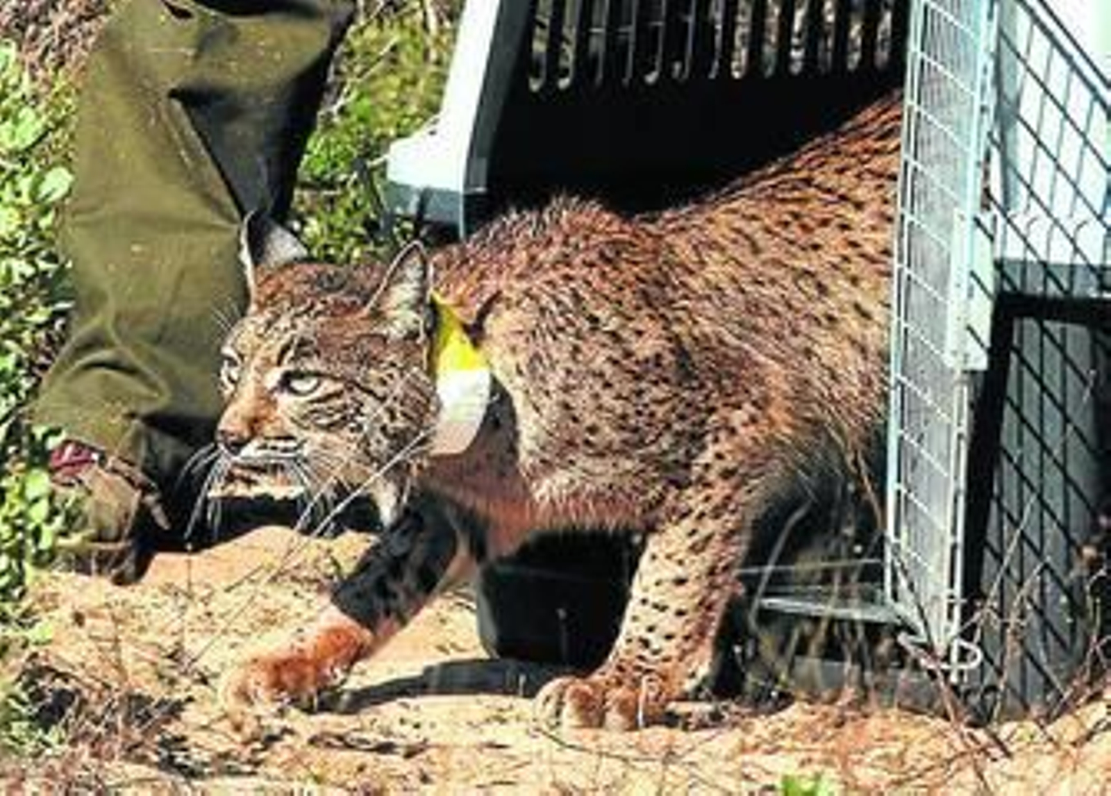 'Caribú' el día que fue liberado, el 25 de noviembre de 2008, cerca de la Laguna de Santa Olalla.