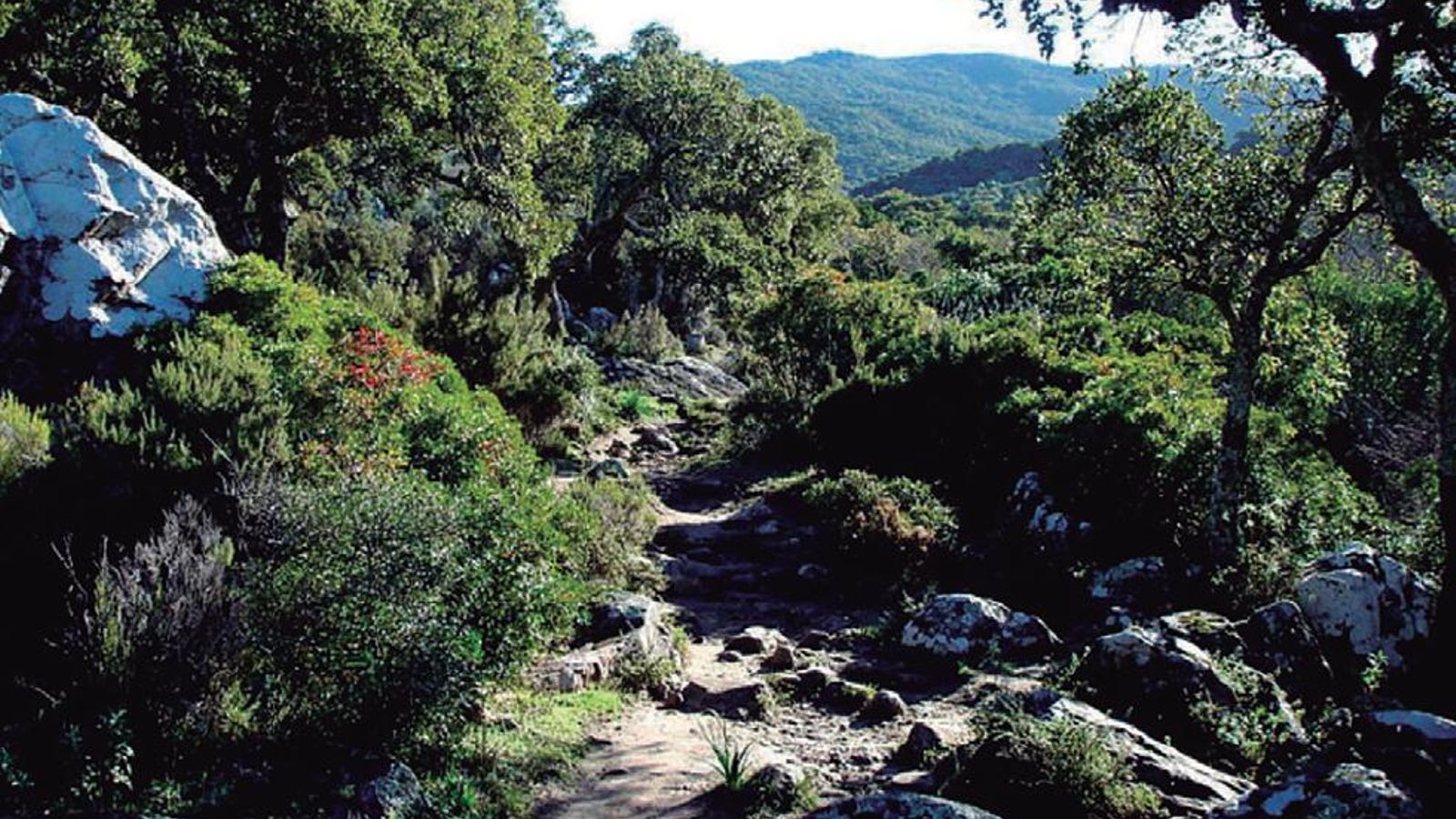 Masa forestal constituida por alcornoques y quejigos en el término de Castellar.
