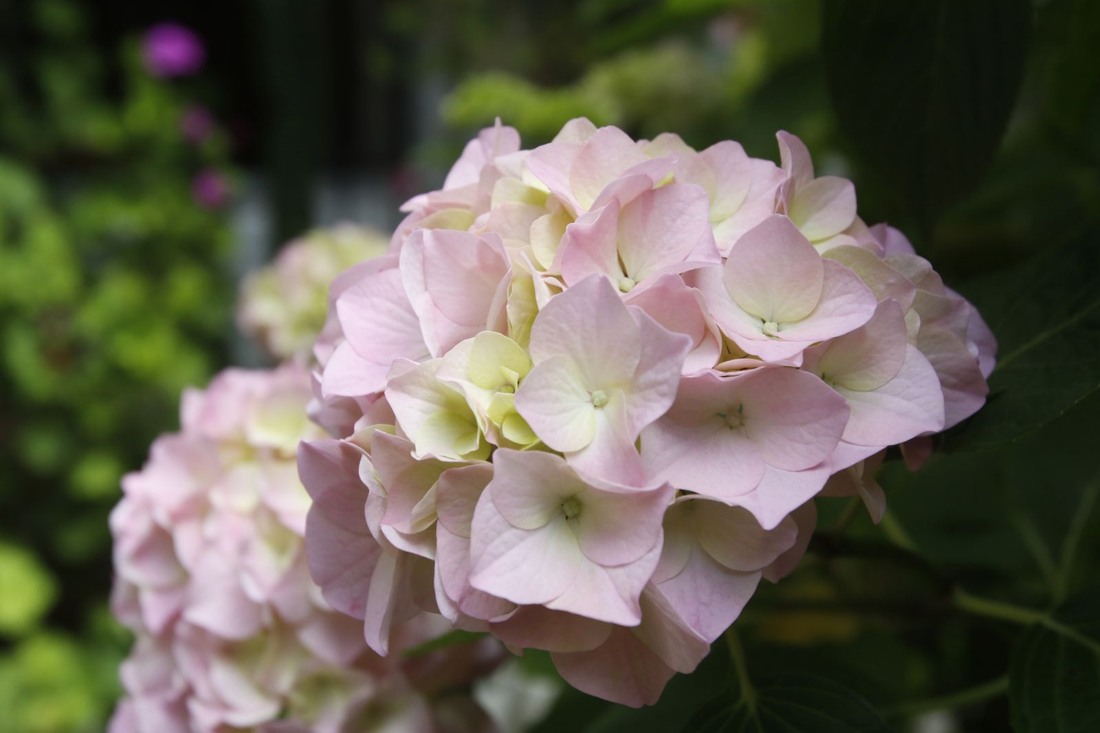 Los Patios de Córdoba en tiempos de crisis: Parras, 6