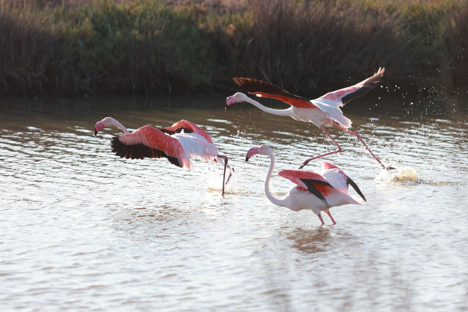 Flamencos en la finca Veta la Palma.