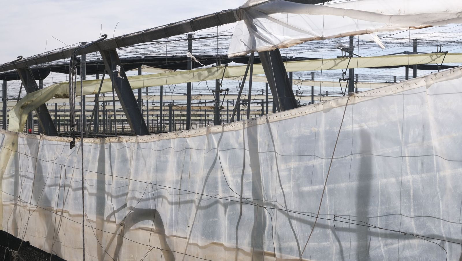 Los efectos del temporal de viento en los invernaderos, en imágenes