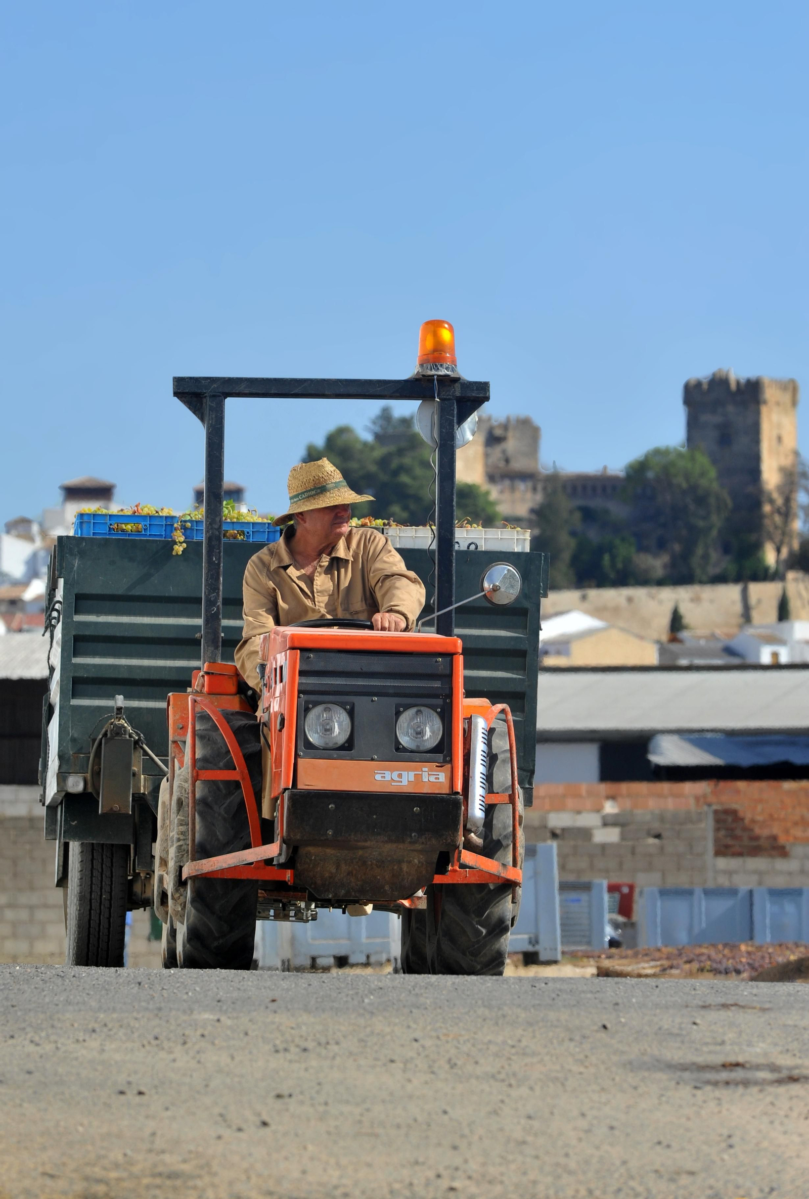 Así se elabora el vino Pedro Ximénez