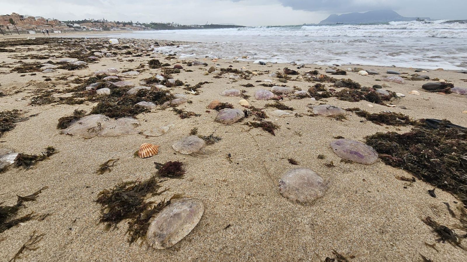 Medusas, en la orilla de Getares.