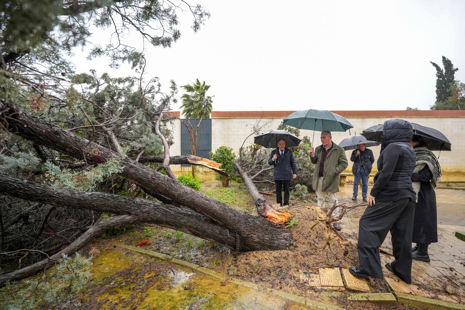 Uno de los 60 árboles caídos en el cementerio.
