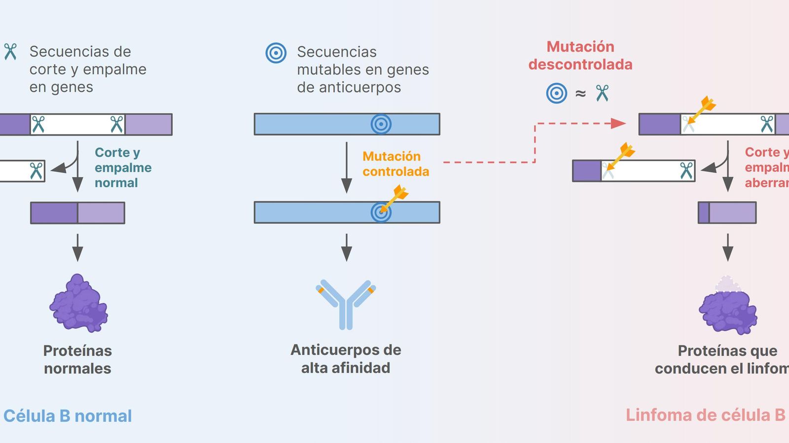 Esquema didáctico de la célula B normal y con linfoma.