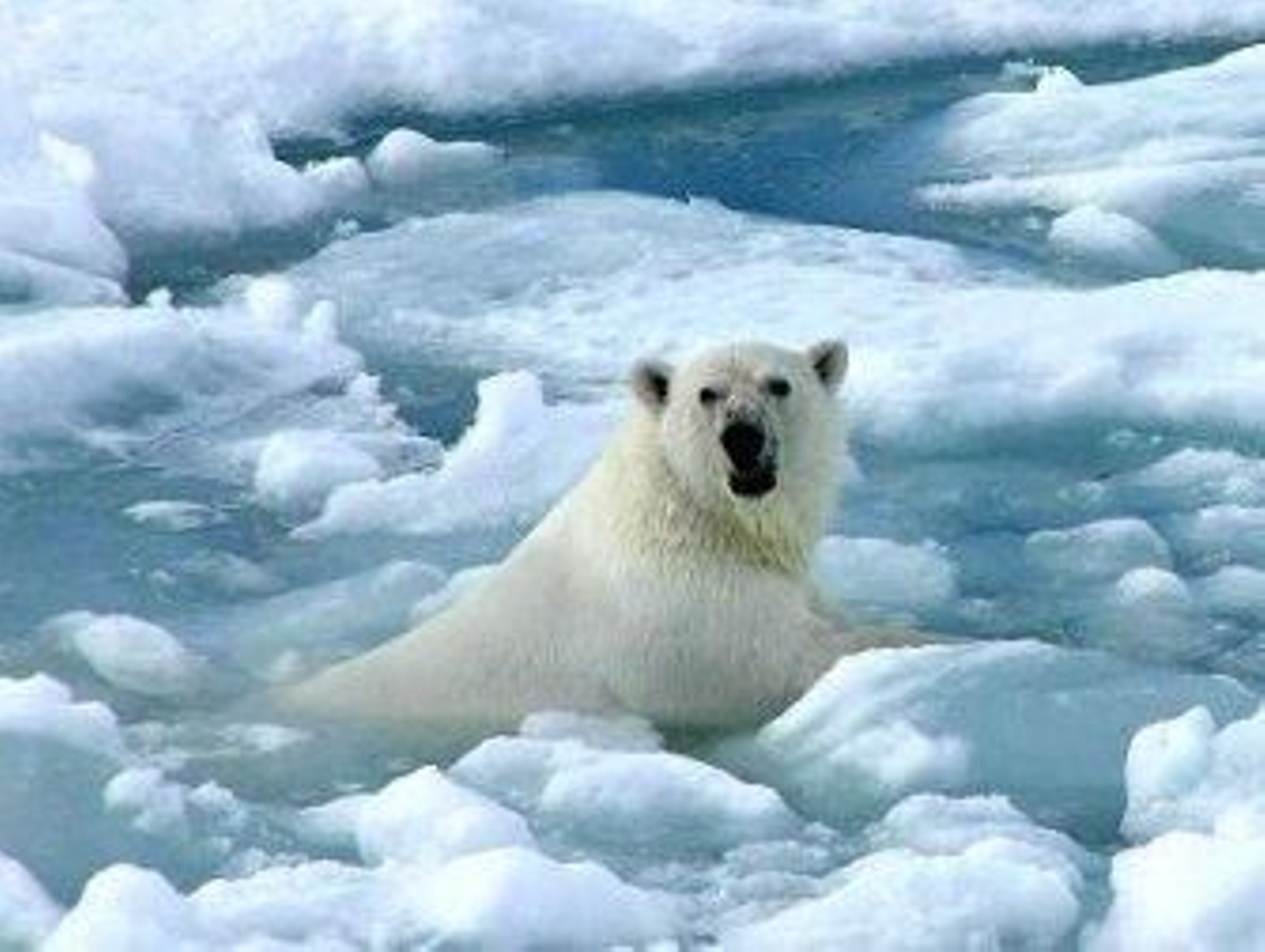 Un muerto y cuatro heridos por el ataque de un oso polar en Noruega