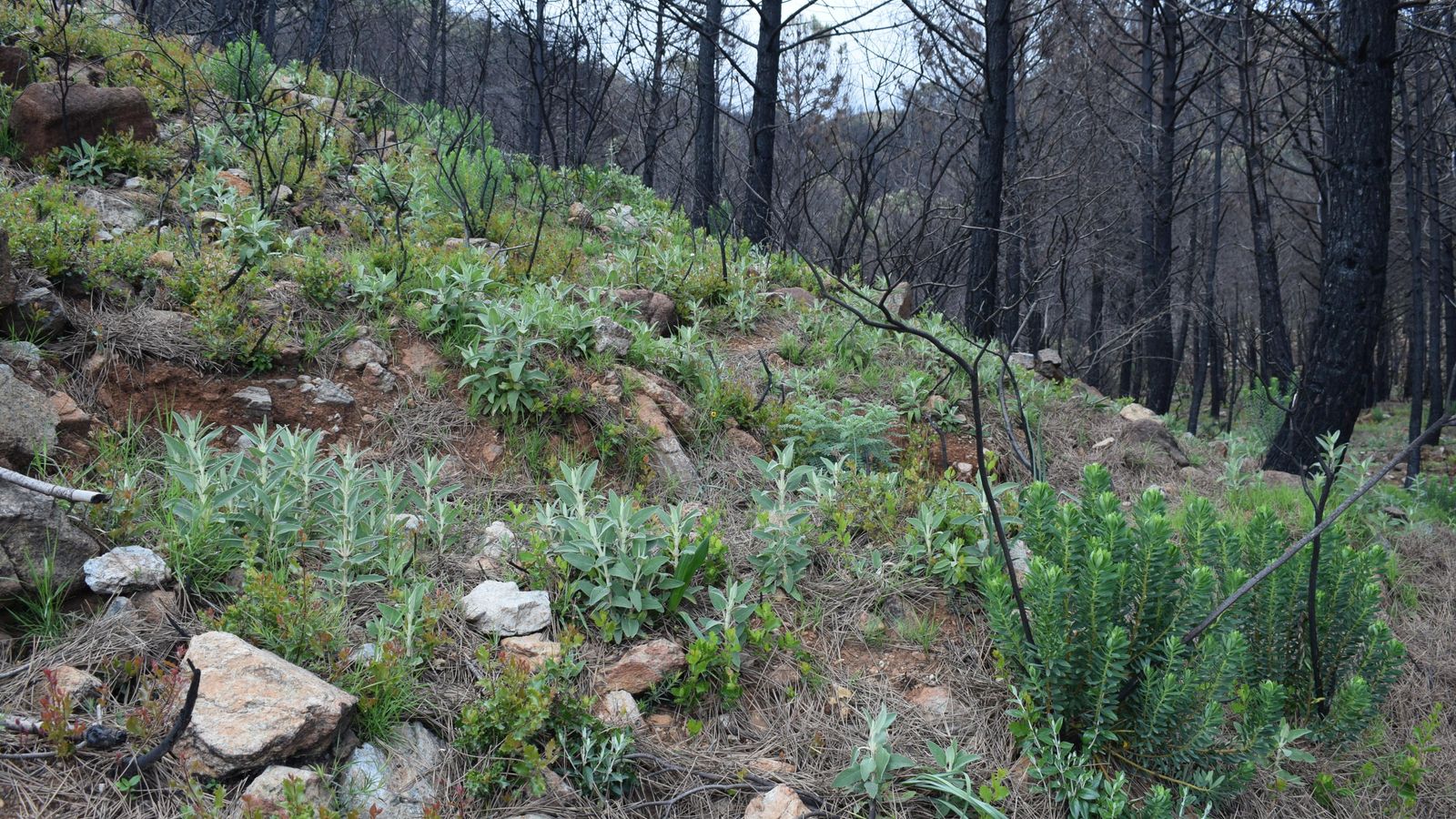 La regeneración del matorral bajo los pinos resineros quemados.