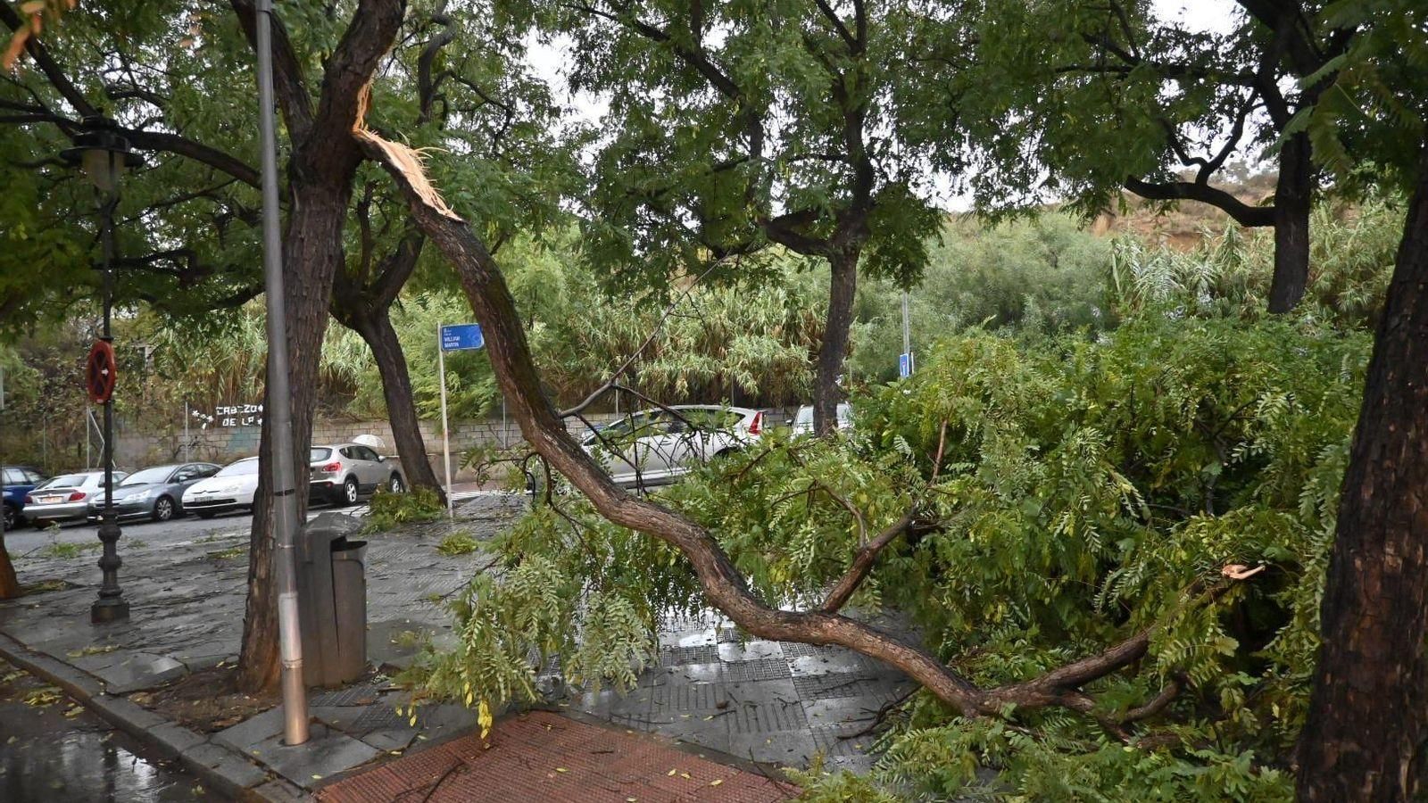 Rama de árbol arrancada por el viento.