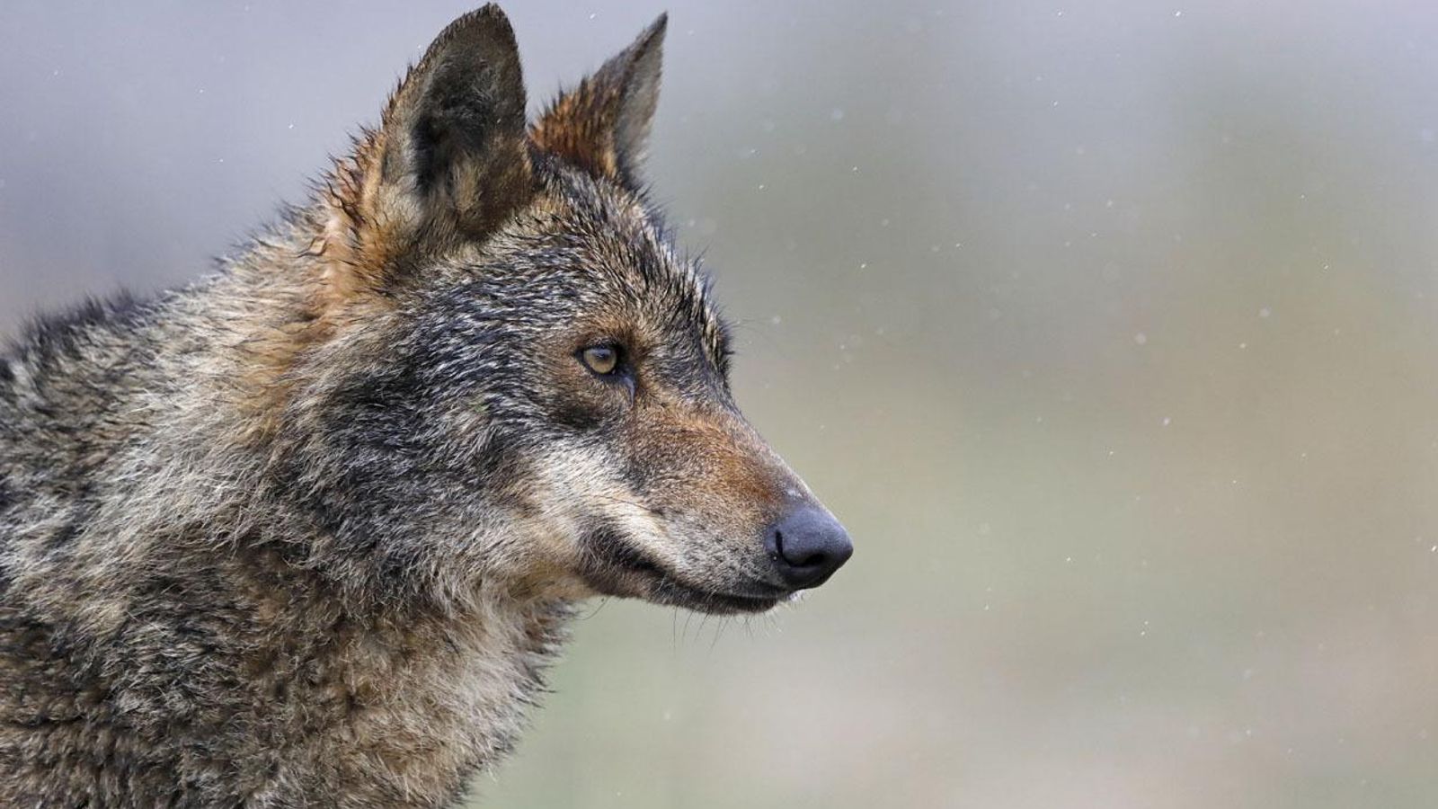 Un ejemplar de lobo ibérico. Un ejemplar de lobo ibérico.