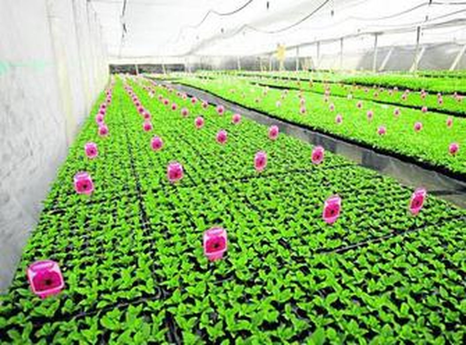 Geranios de primera para surtir a Europa