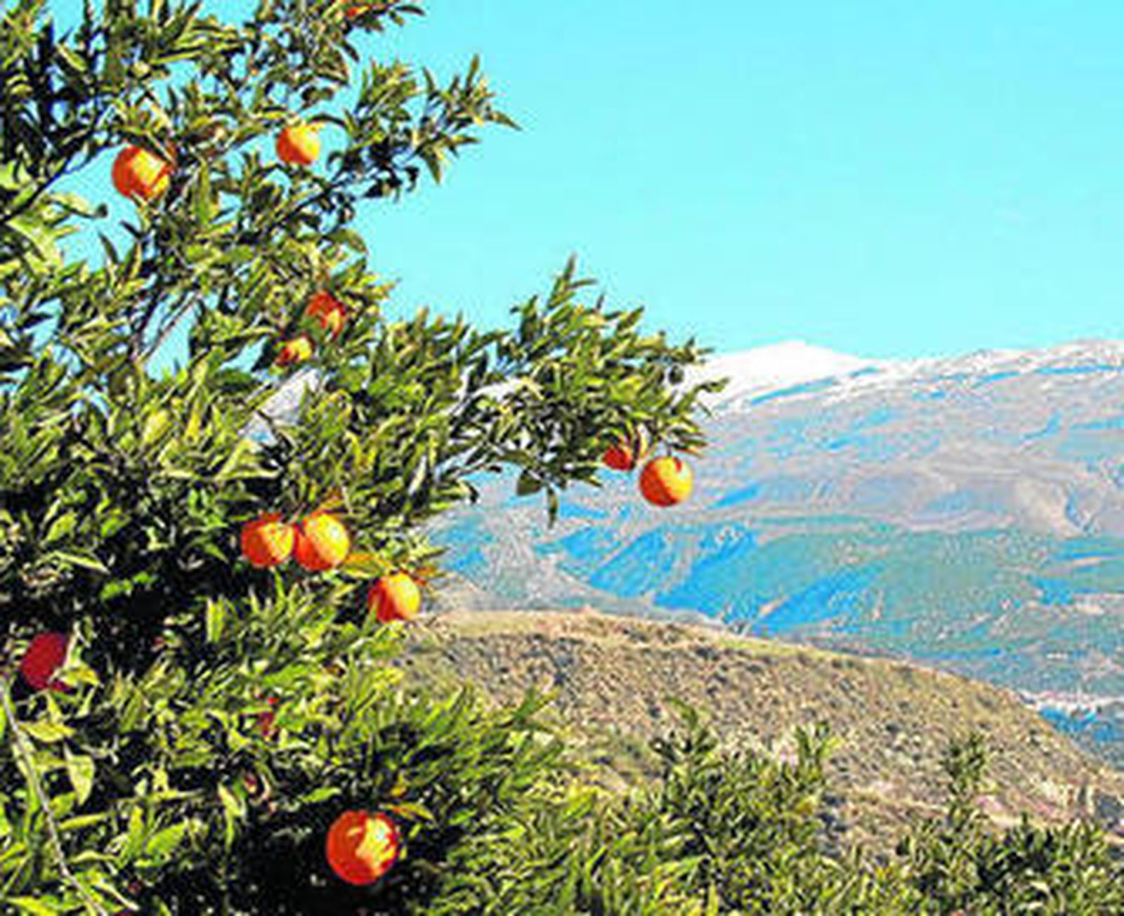Las naranjas del Valle de Lecrín son las más tardías de la península.
