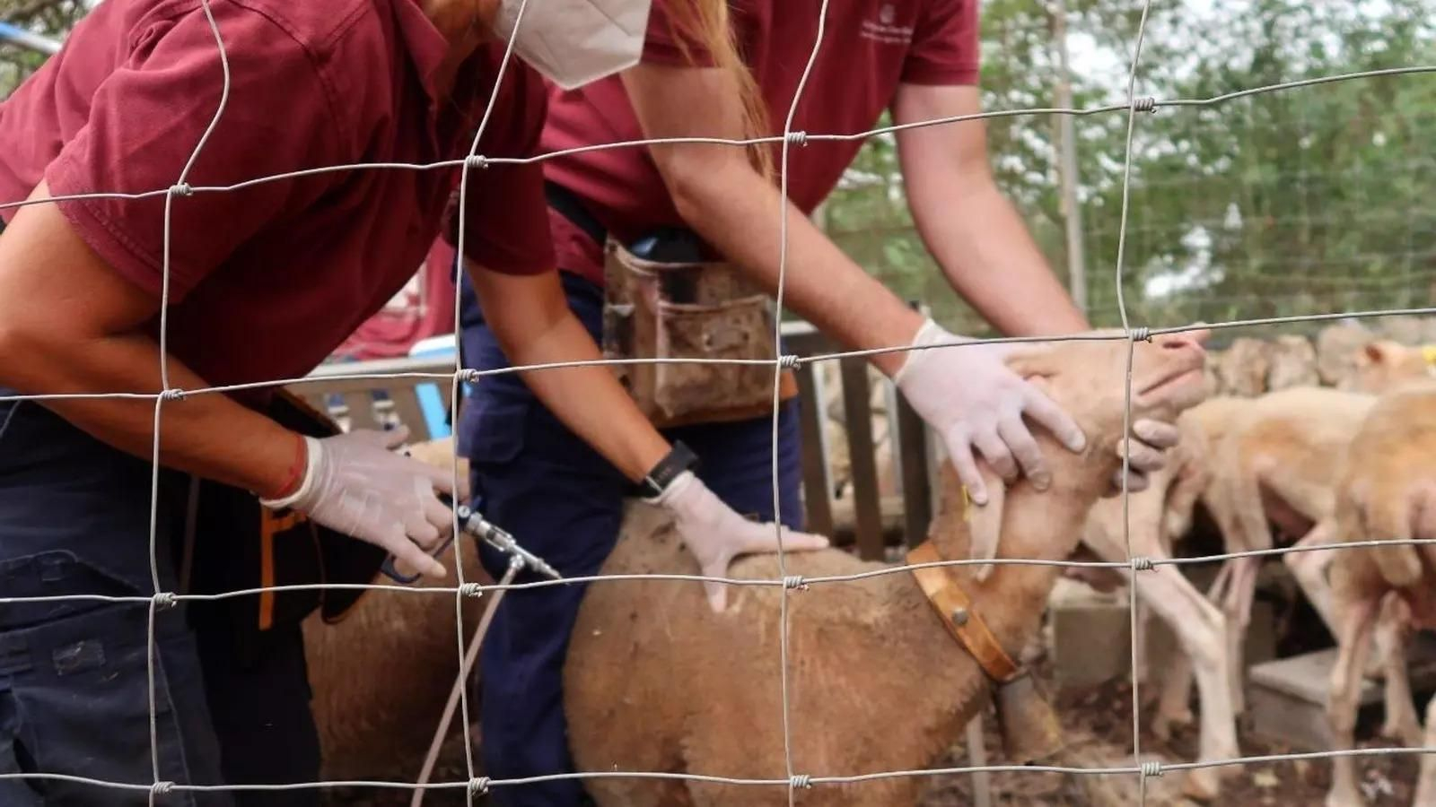 Vacunación de animales contra la lengua azul. Vacunación de animales contra la lengua azul.
