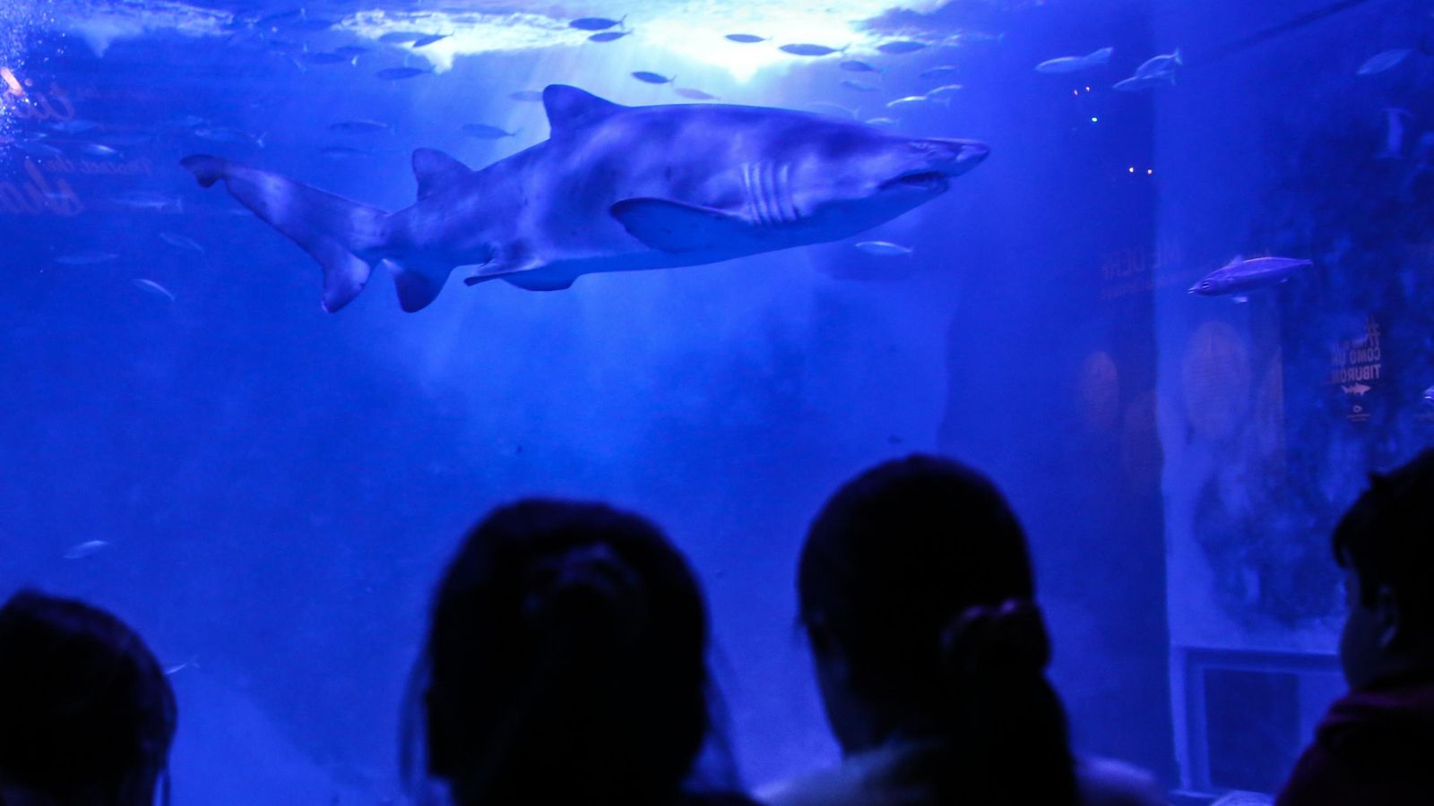 CURSO TIBURONES PARA NIÑOS