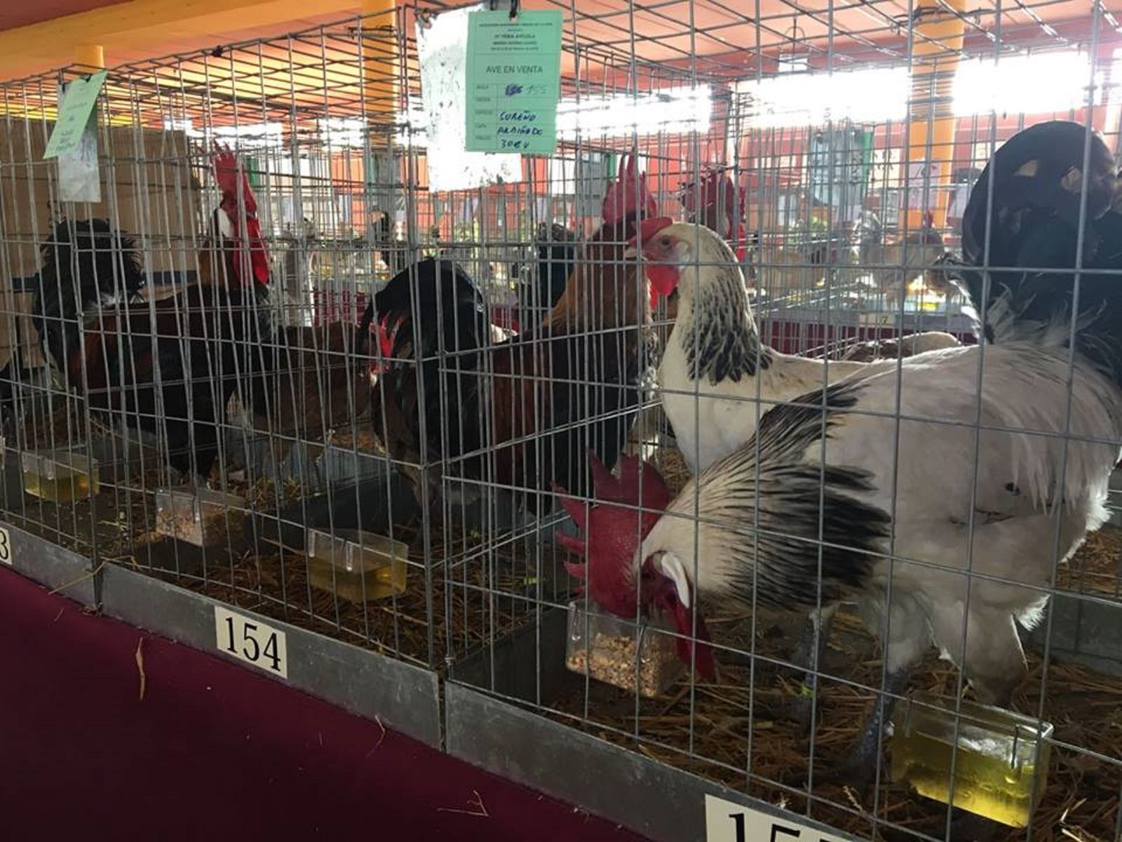 Gallos enjaulados.