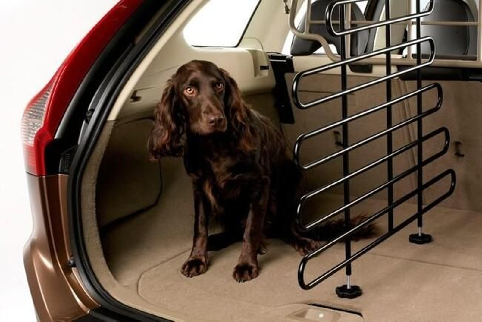 Maneras correctas de llevar a tu perro en el coche y comportamientos a evitar