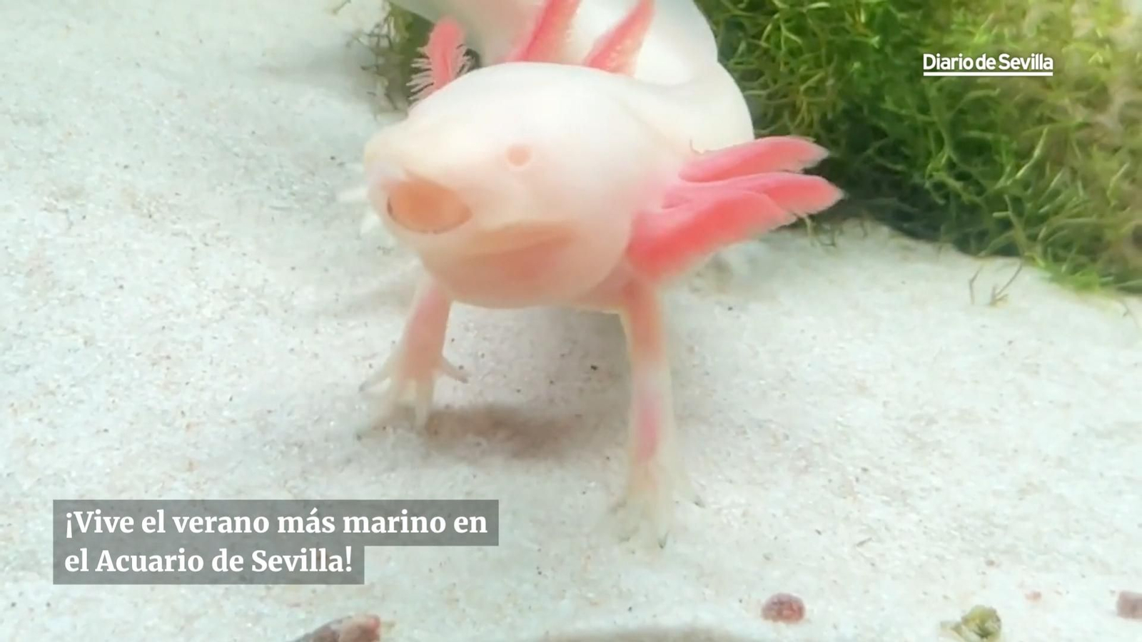 Todas las actividades del Acuario de Sevilla para este mes de agosto