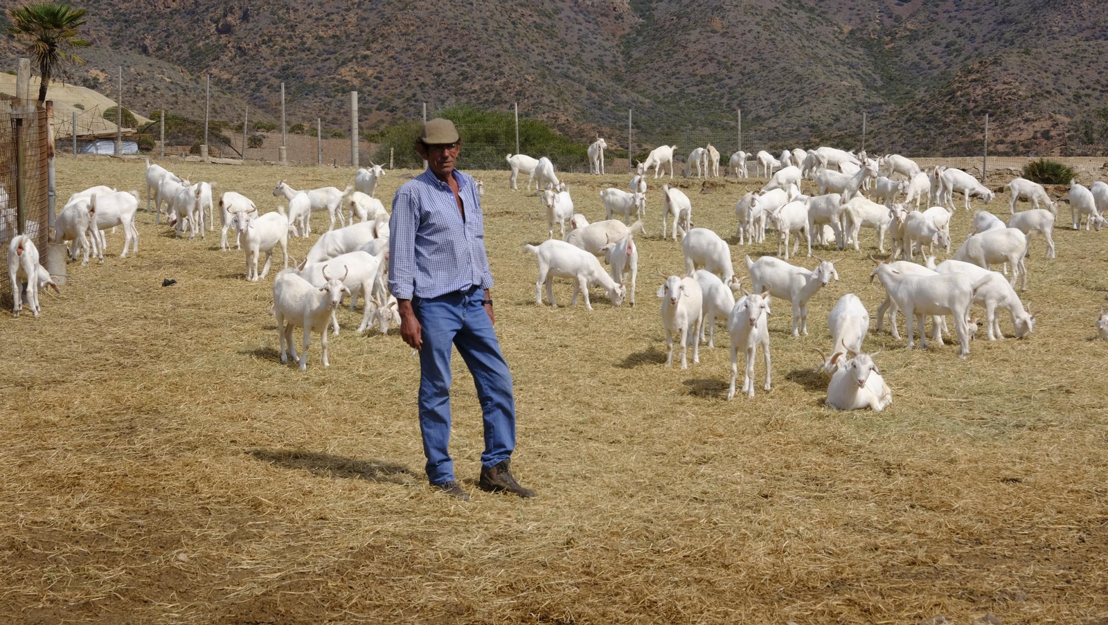 Recorrido por el cortijo El Romeral con 1200 cabras celtibéricas, en imágenes
