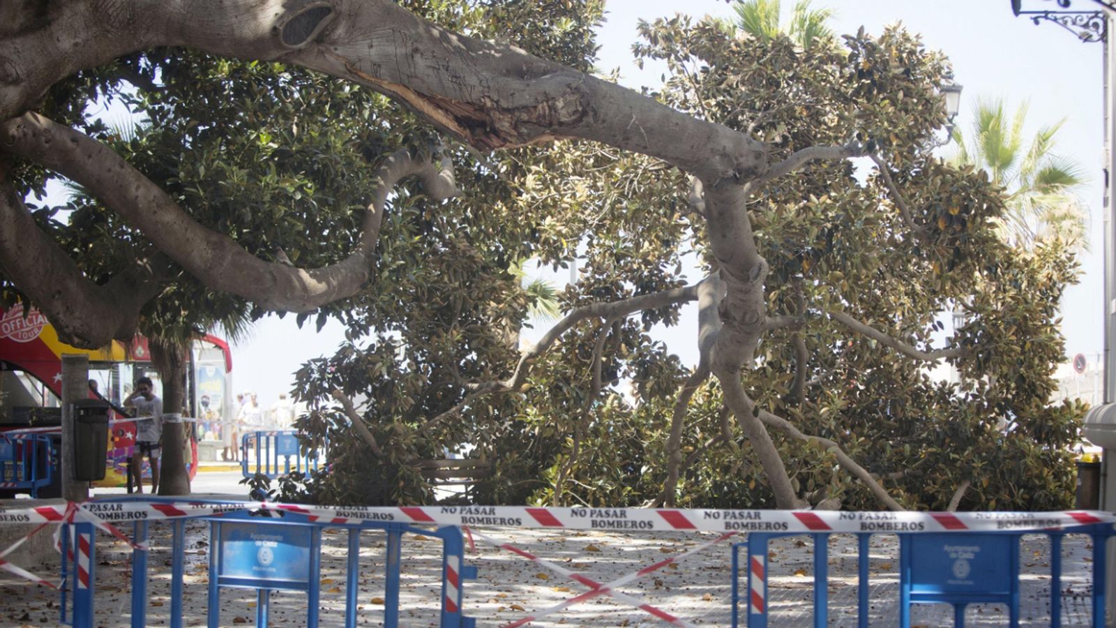 La rama caída en uno de los ficus del Mora en 2018.