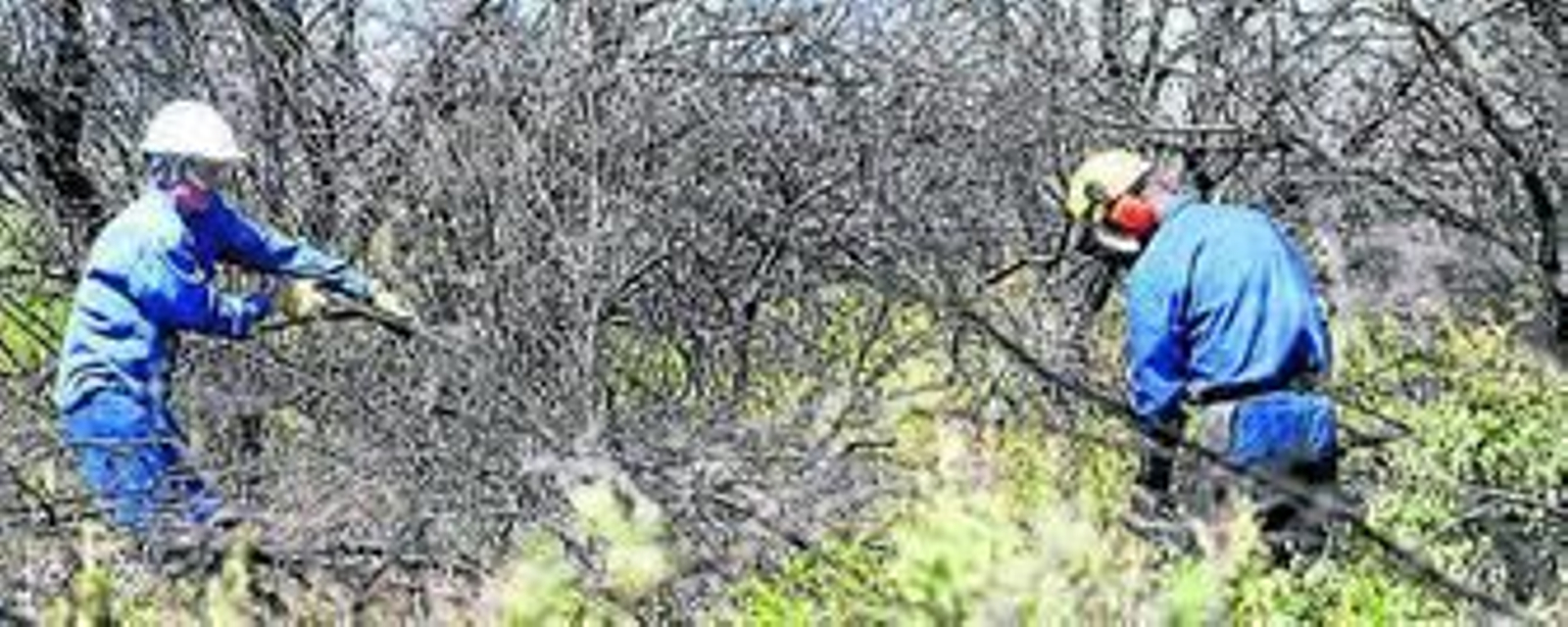 Dos peones forestales trabajan en el mantenimiento de montes.