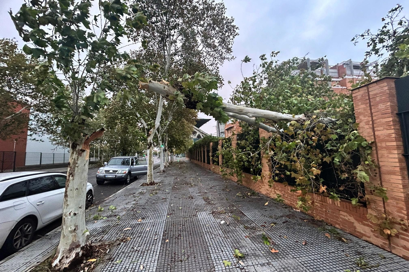 Árboles caídos por el temporal de viento y lluvia