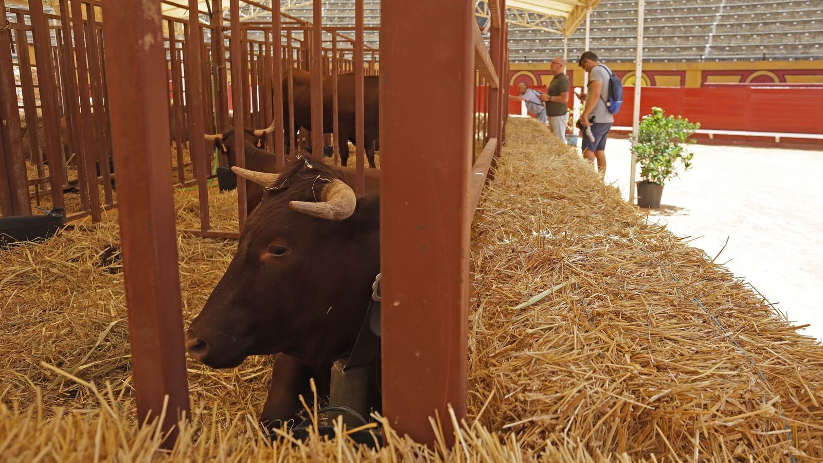 Fotos de la inauguración de la 171 Feria del Ganado de Algeciras