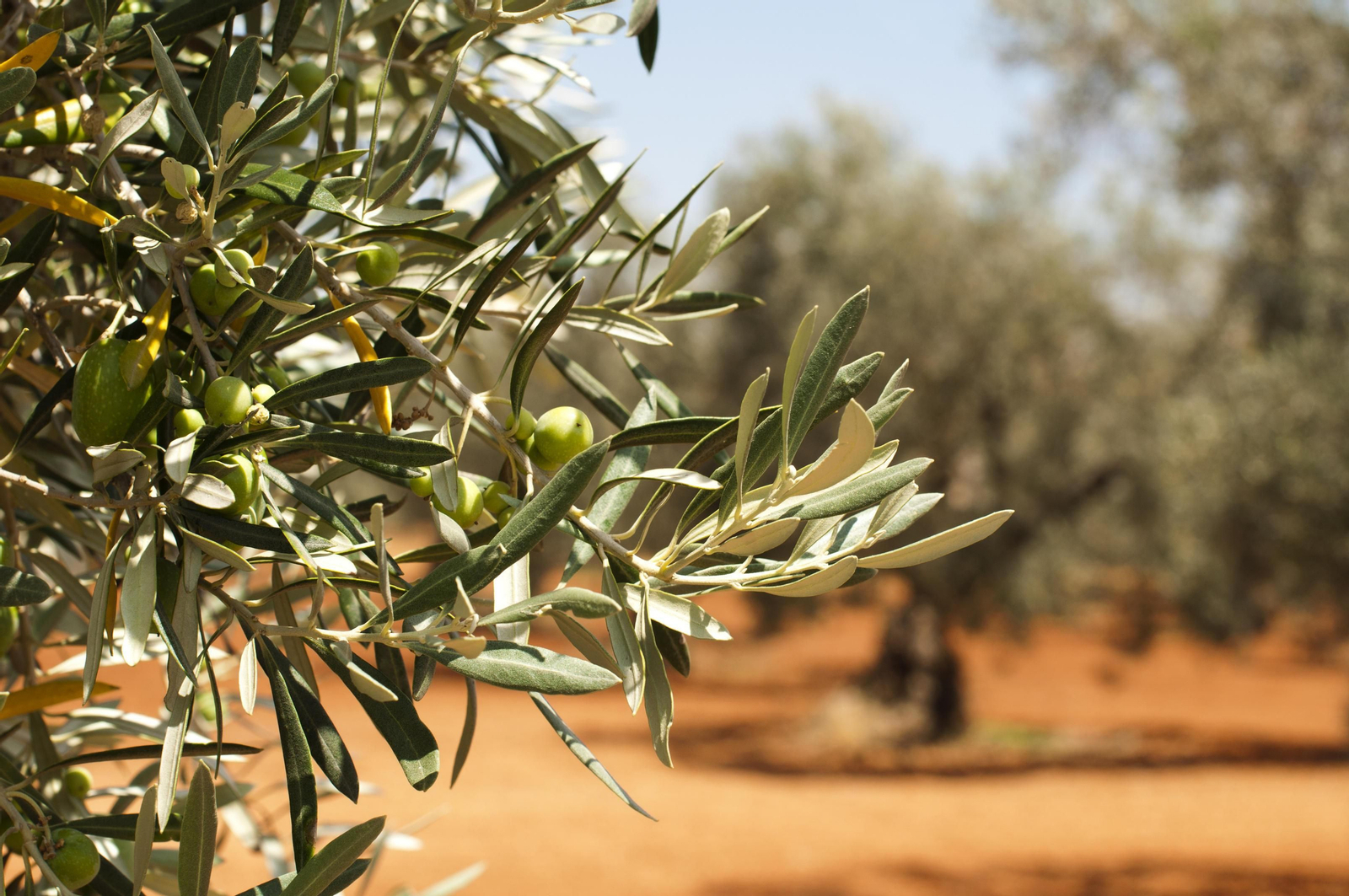 Imagen de archivo de una plantación de olivos
