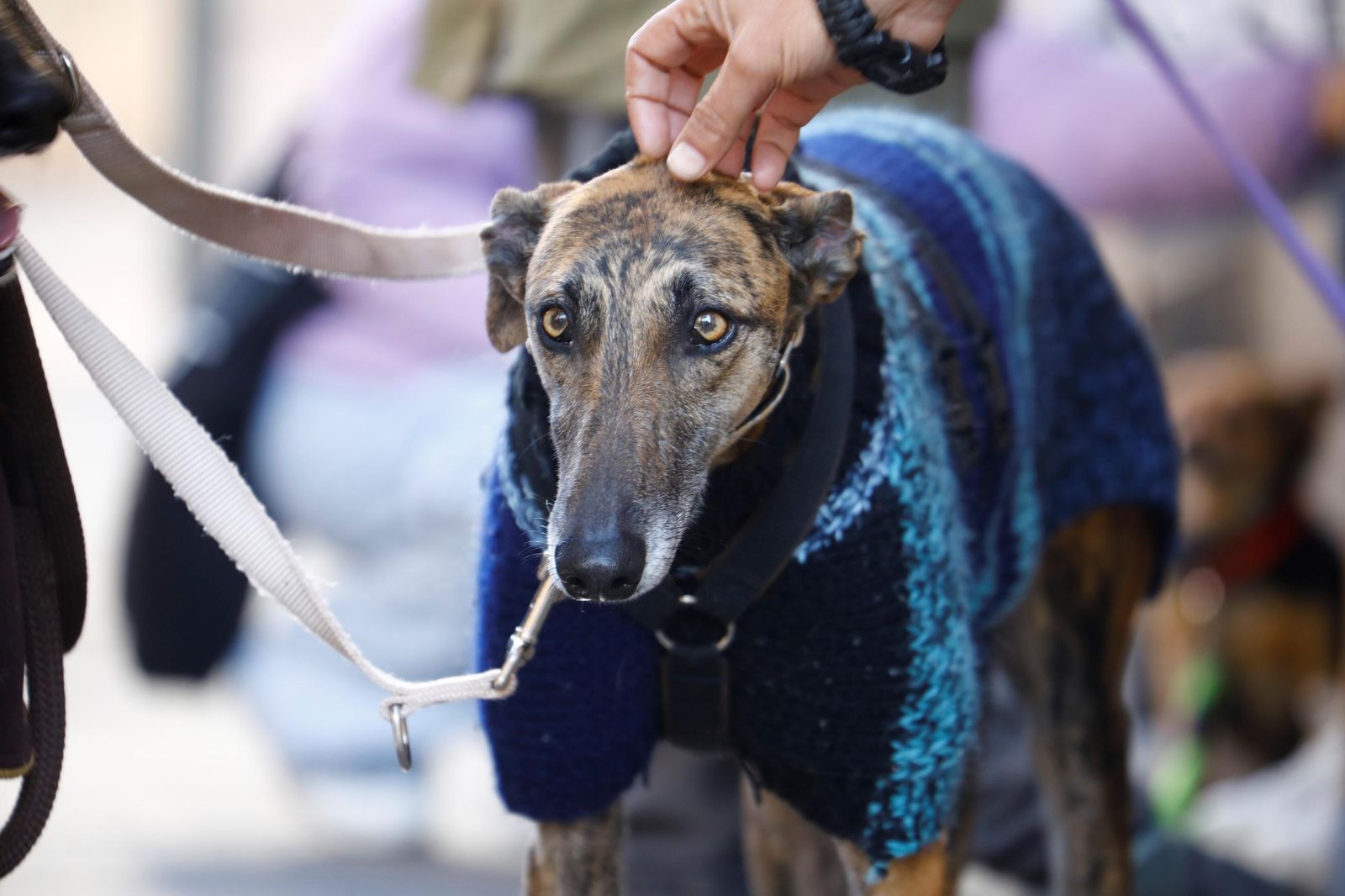 Las mejores imágenes del desfile preadopción de perros y gatos en Córdoba