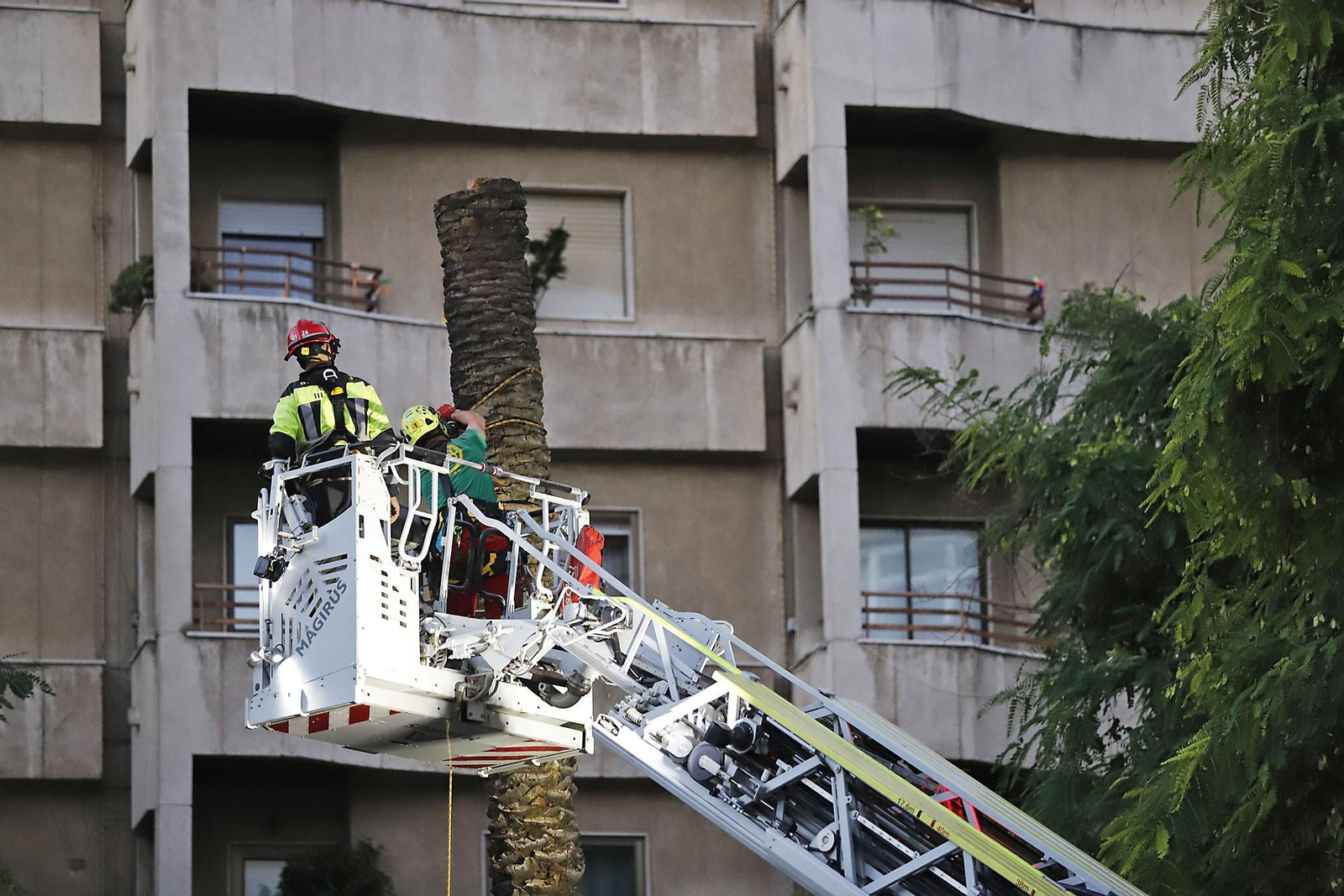 Imágenes de la tala de la emblemática Palmera de Huelva