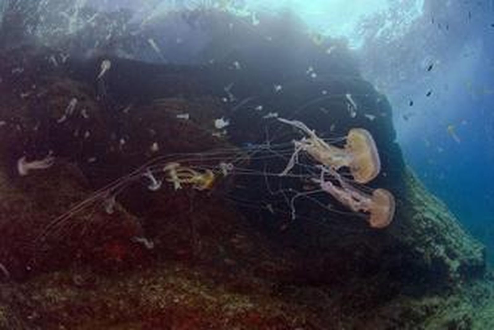 El veneno de las medusas tiene un alto contenido en nitrógeno, que es un fertilizante natural.