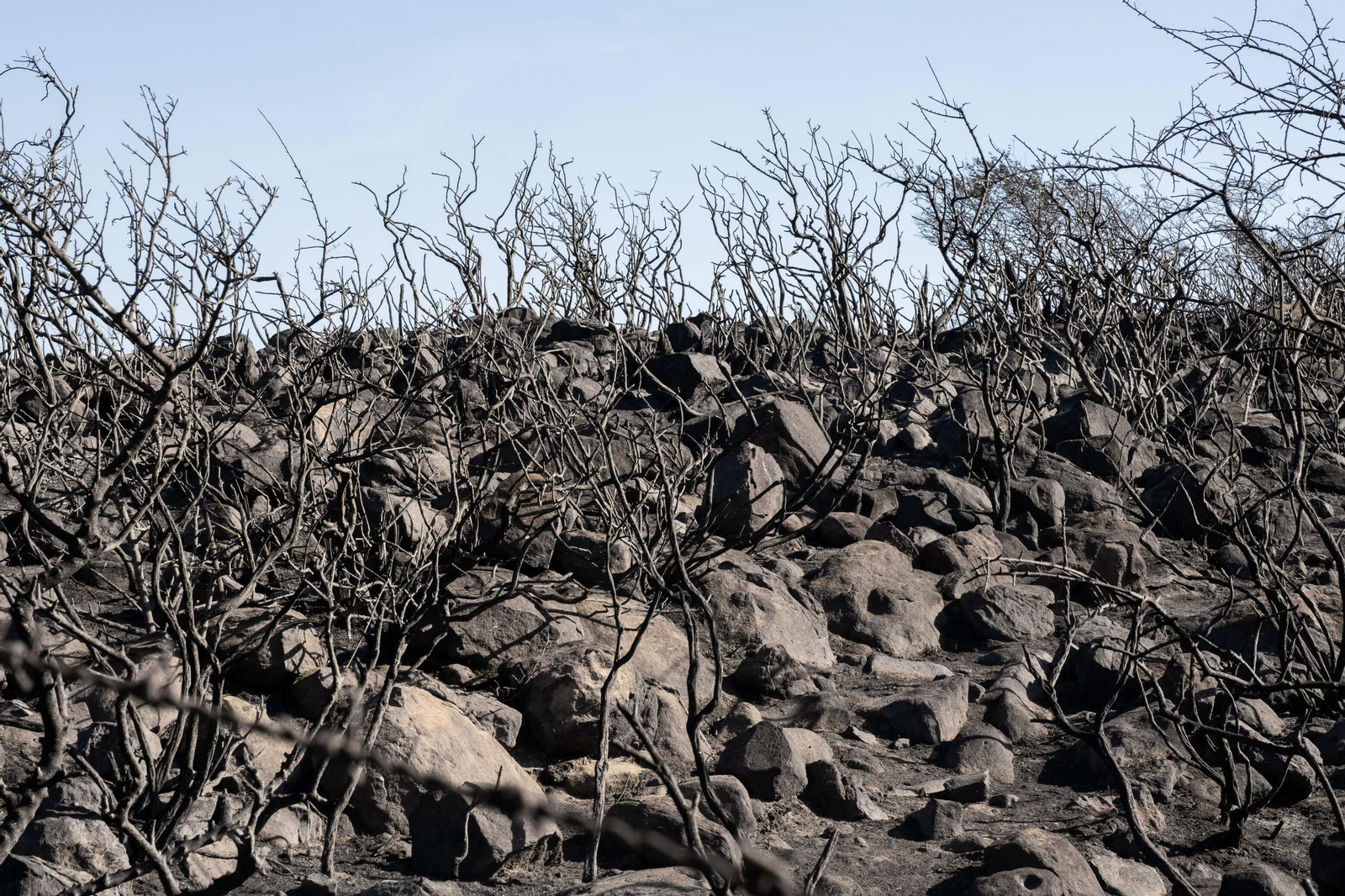 Los efectos del devastador incendio en el paraje monte de La Peña, en imágenes