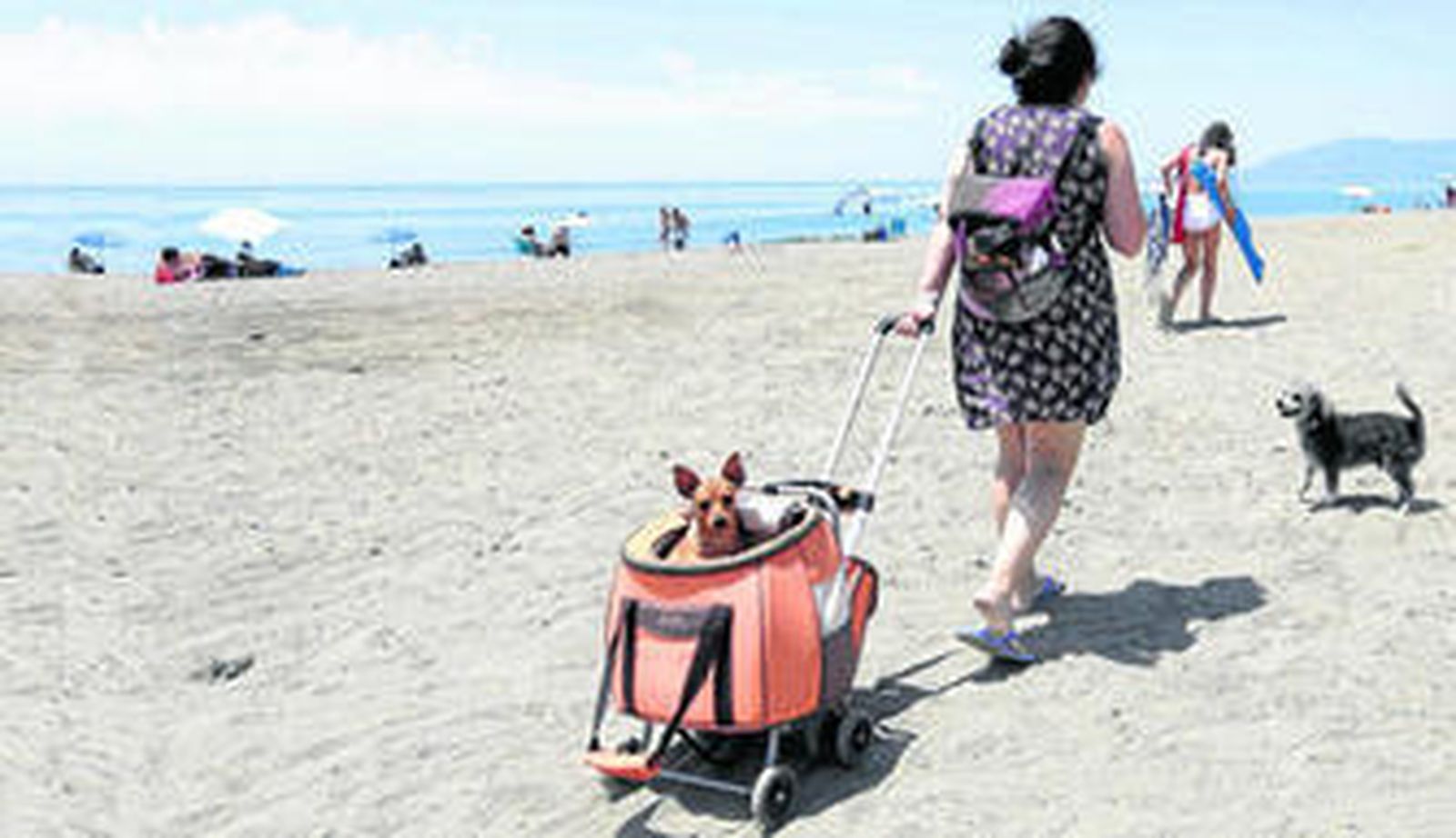 Un paraíso de salitre para los perros