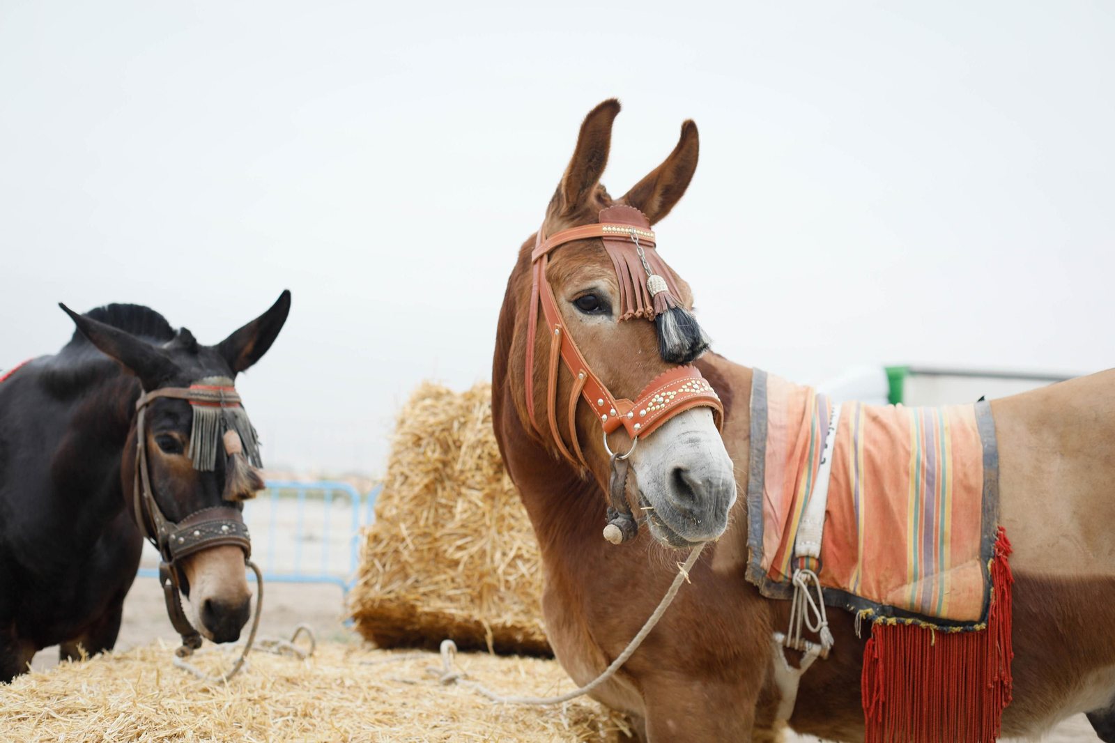 Galería de la Feria  de ganado en Tarambana