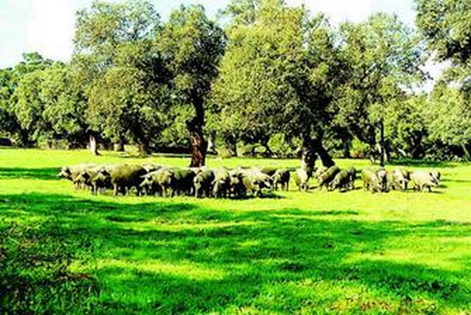 Un grupo de cerdos come al aire libre en una dehesa de la región andaluza.