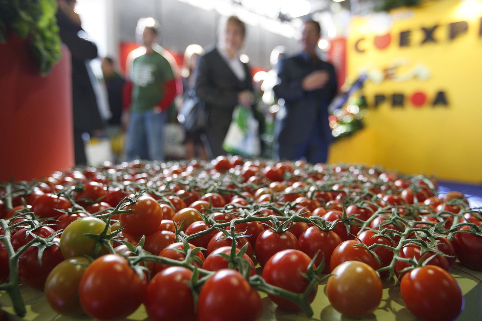 El desarrollo se ha llevado a cabo con tomate cherry.