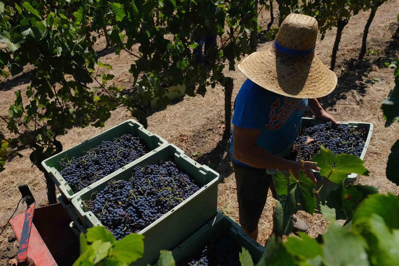 Vendimia en la Serranía de Ronda