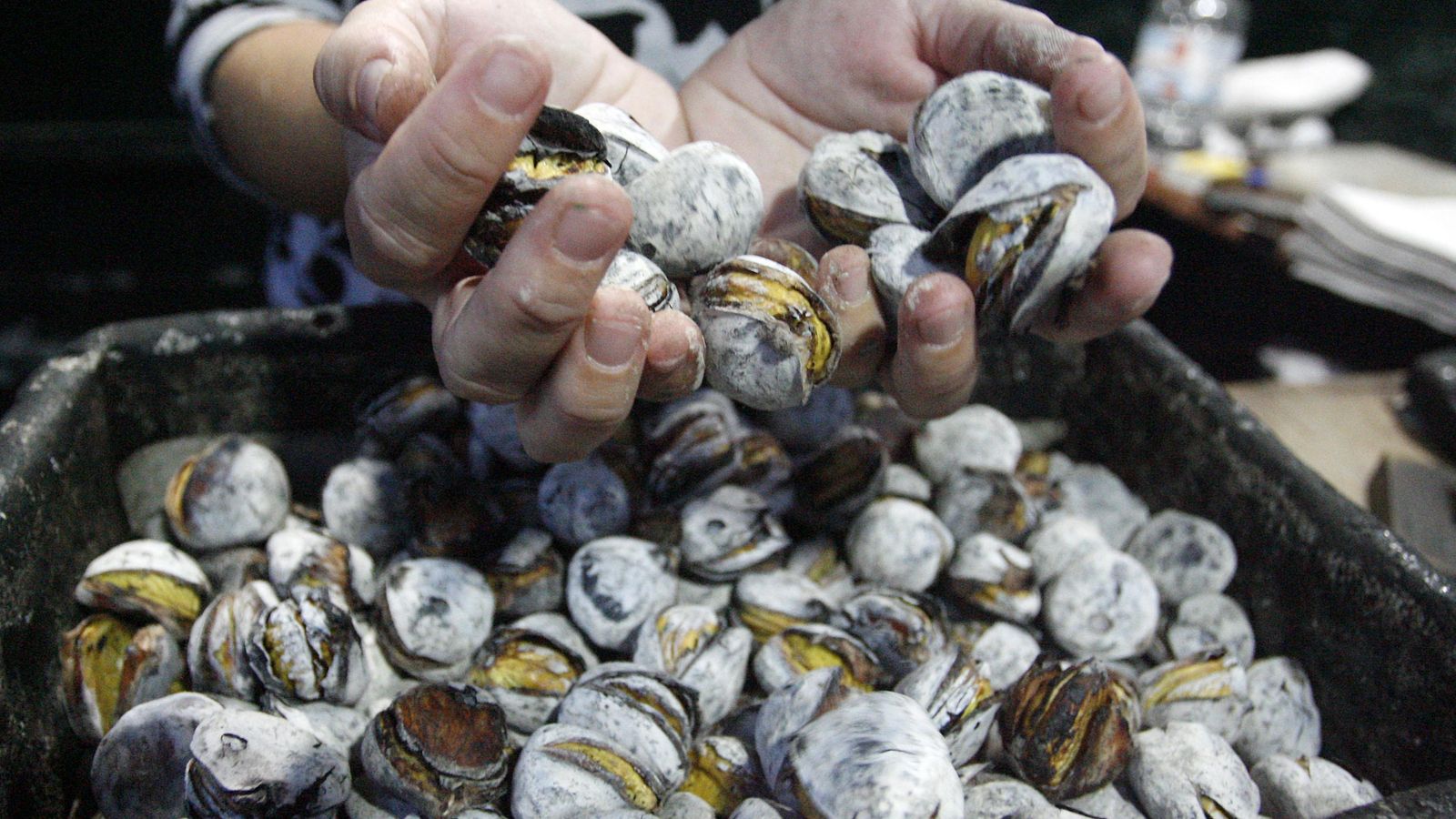 Castañas | Alberto Domínguez