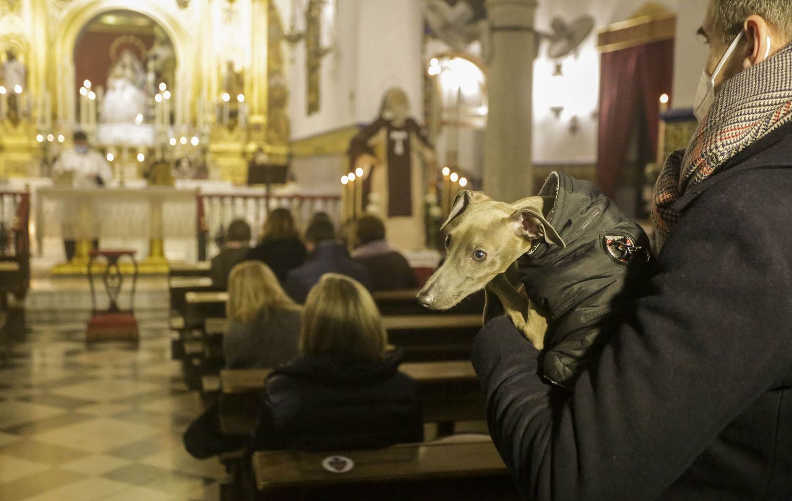 Bendición de mascotas en el día de San Antón en Sevilla