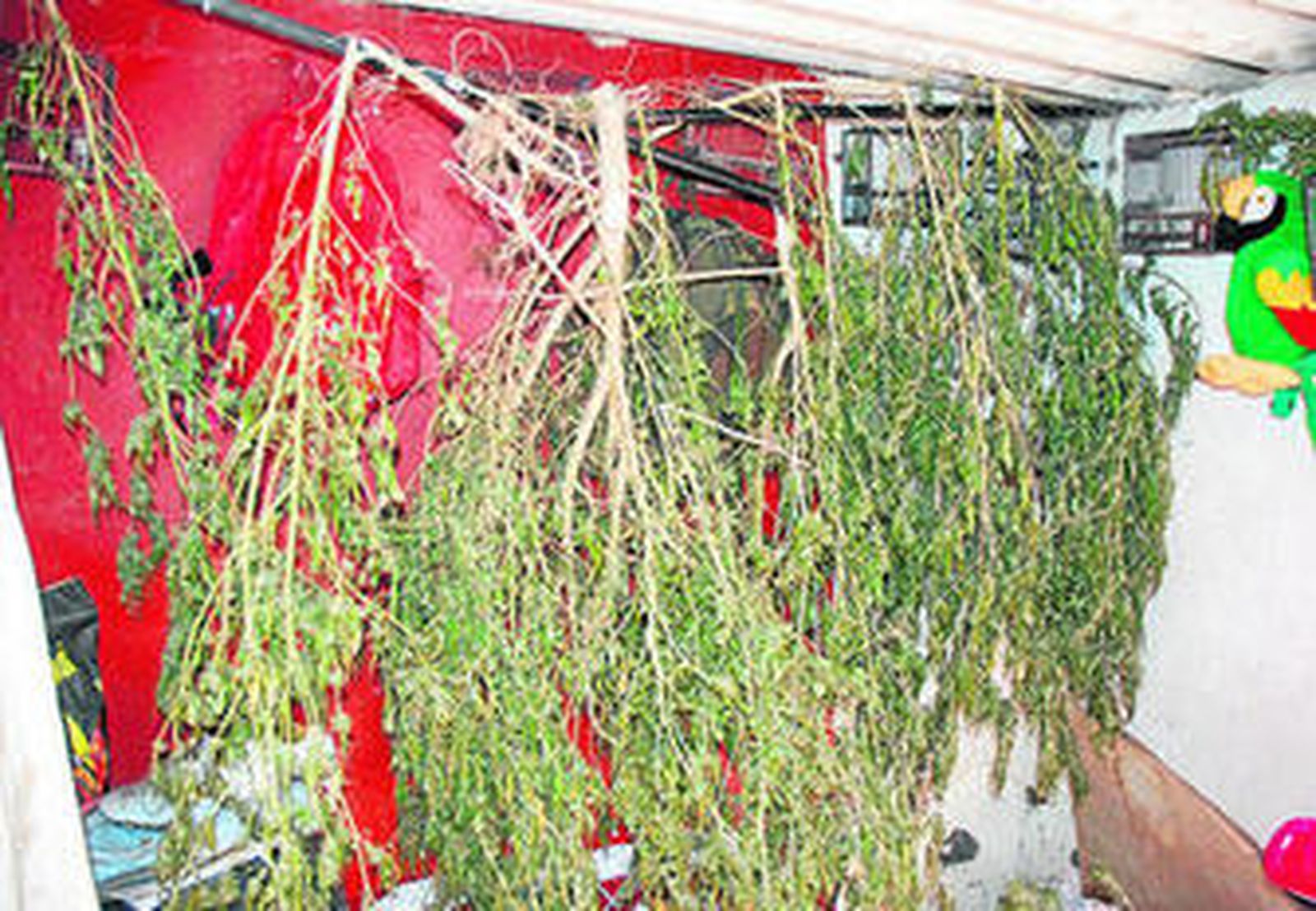 Imagen de varias de las plantas intervenidas, antes de ser destroncadas.