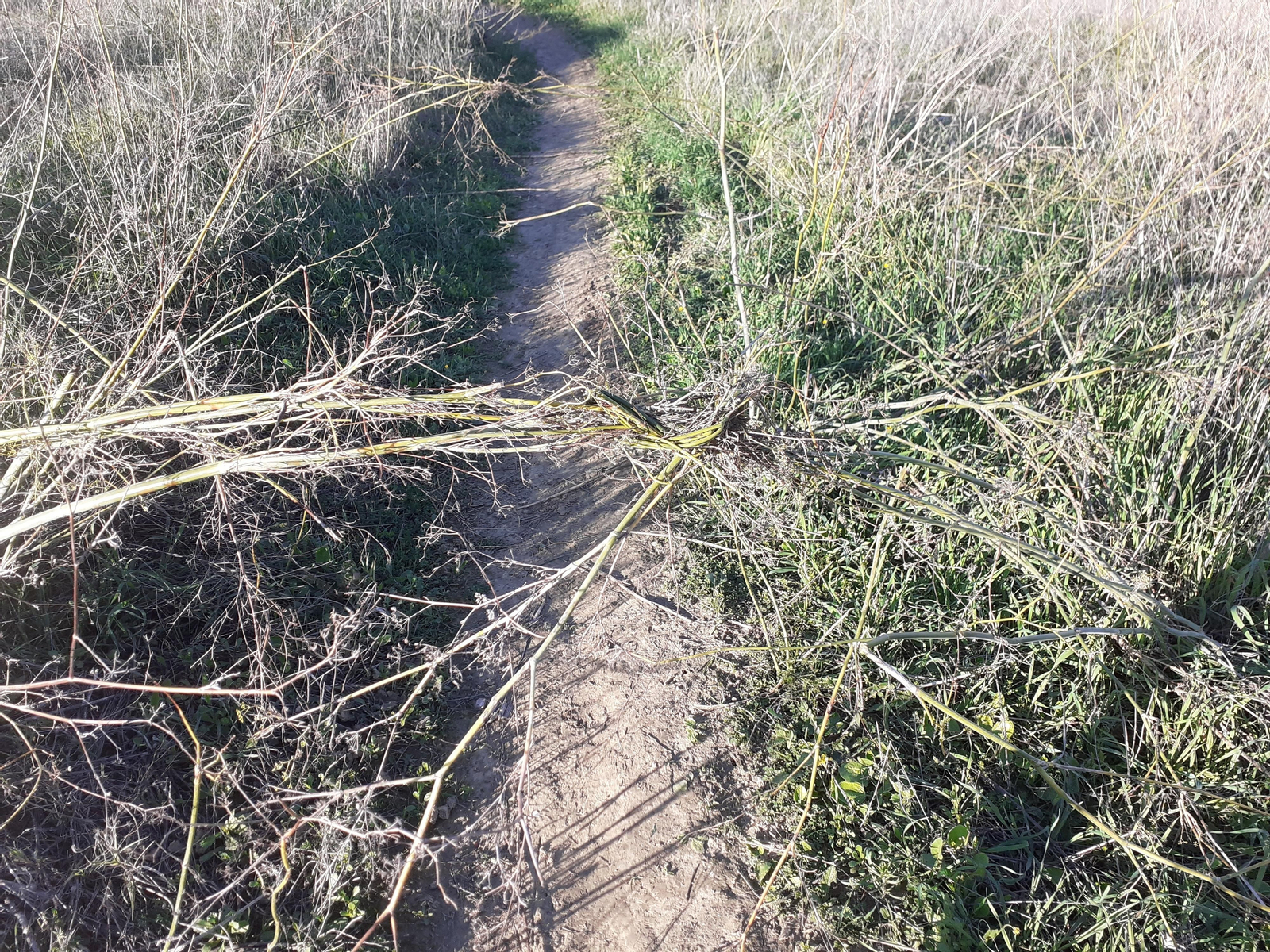 Las trampas denunciadas por los ciclistas en una zona de monte de Camas.