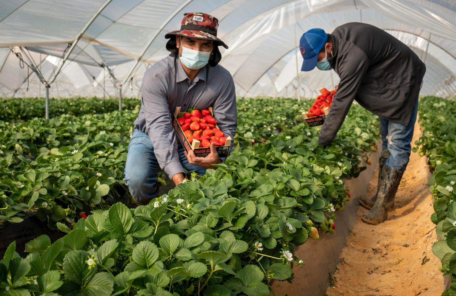 Recogida de fresas por los trabajadores hondureños que han participado en la campaña de este año.