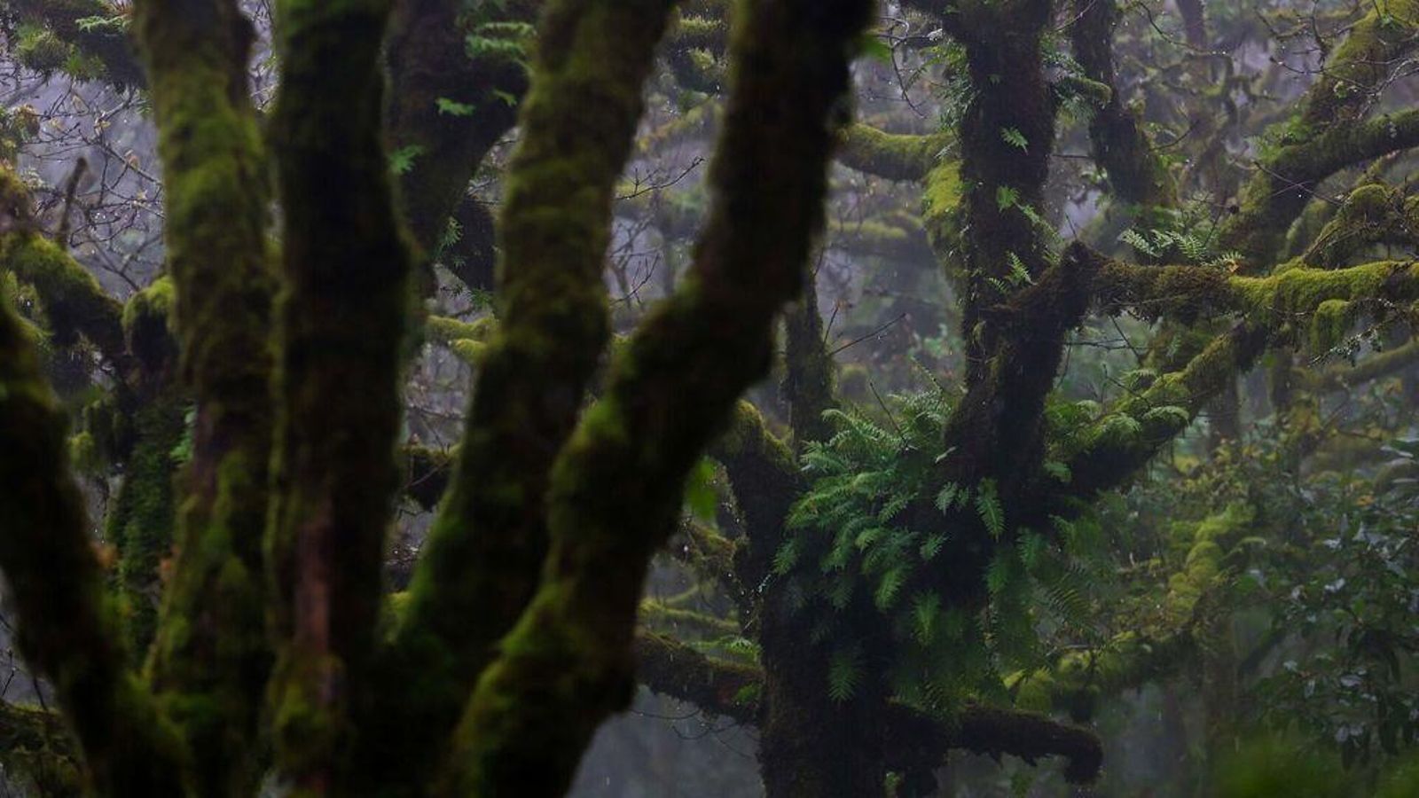 Bosque de Niebla.